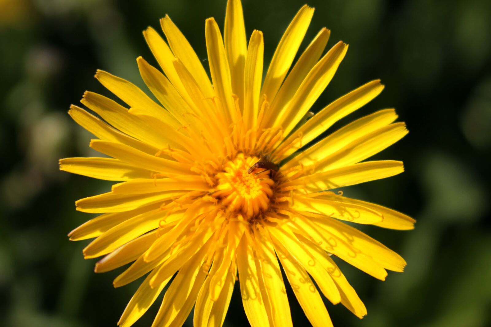 Canon EOS 1100D (EOS Rebel T3 / EOS Kiss X50) sample photo. Flower, spring, yellow photography