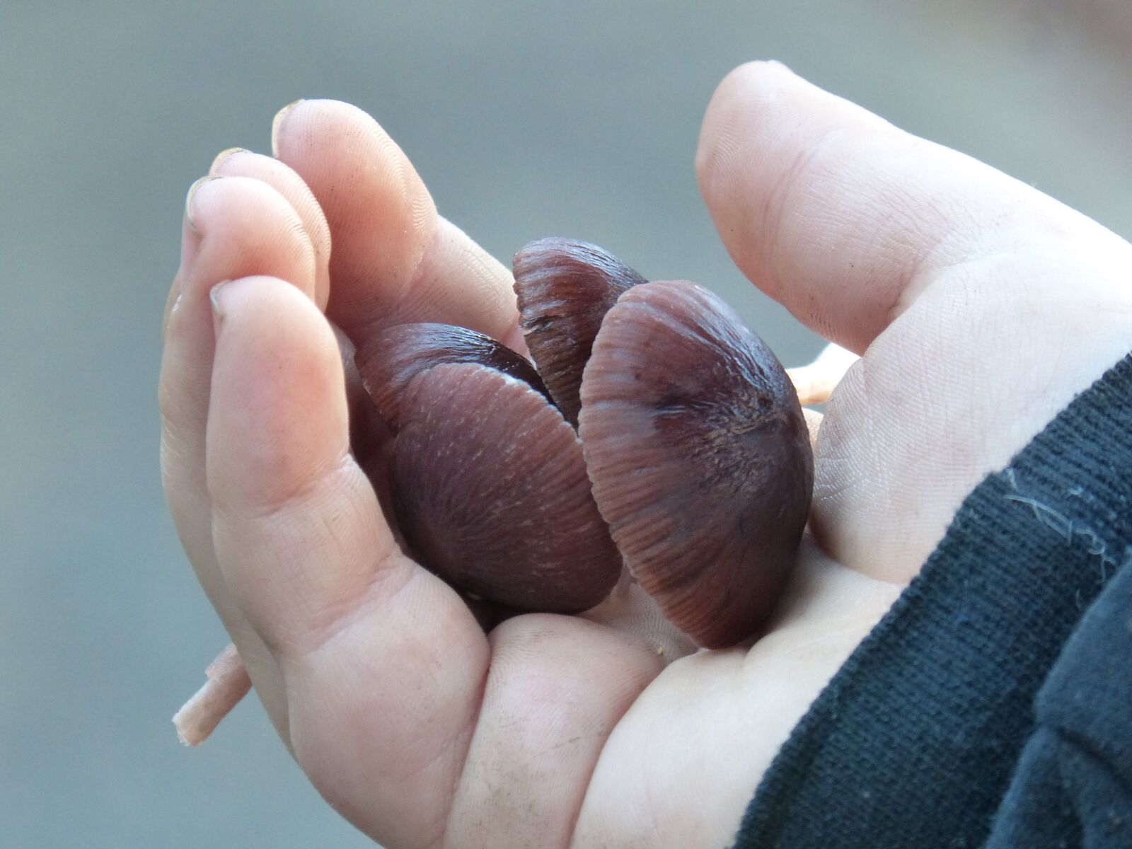Panasonic DMC-FZ62 sample photo. Mushrooms, hand, child photography