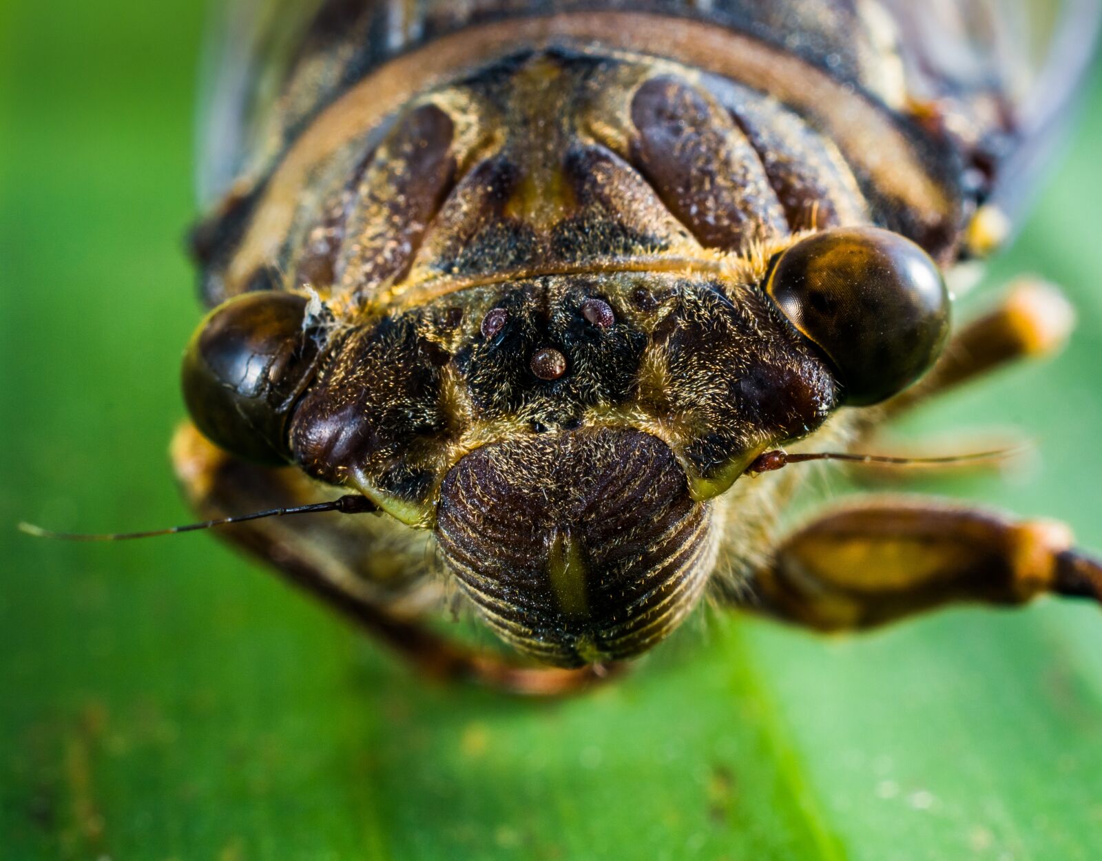 Nikon D5200 sample photo. Insect, new insect, whopper photography