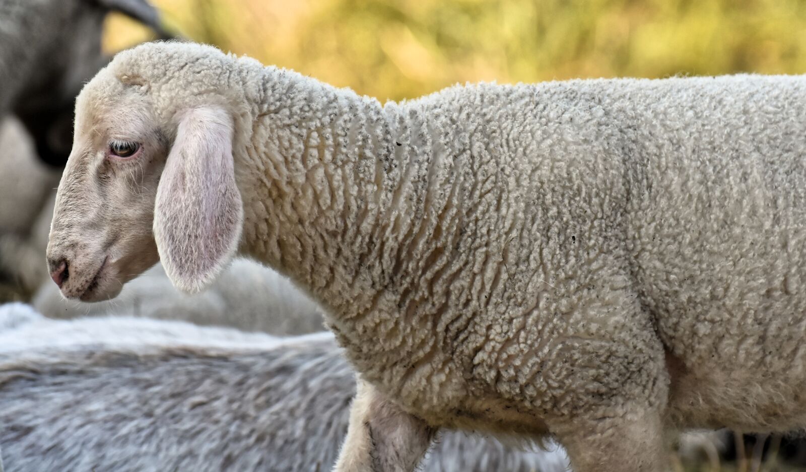 Nikon D7200 sample photo. Sheep, lamb, farm photography