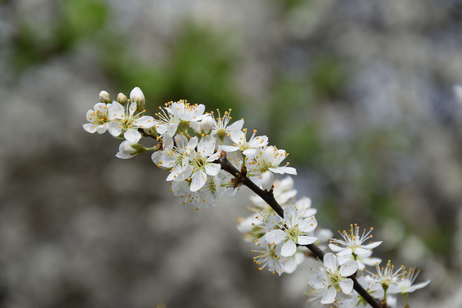 Nikon D5300 sample photo. Flower, plant, nature photography