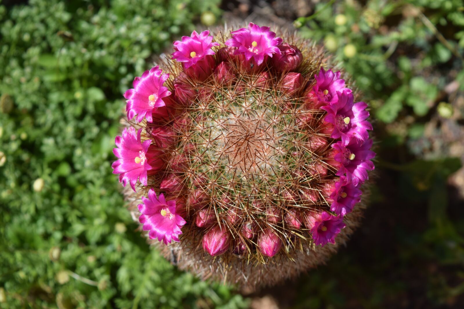 Nikon D3300 sample photo. Cactus, flower, pink photography