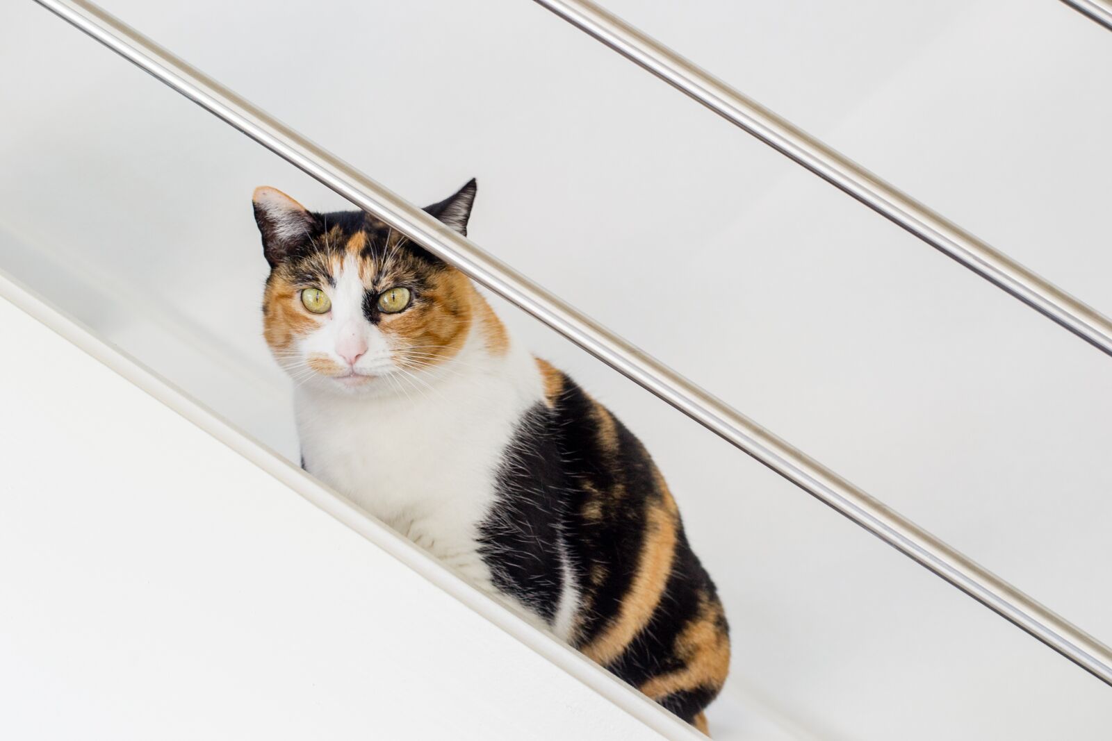 Nikon D3100 sample photo. Cat, animal, domestic photography