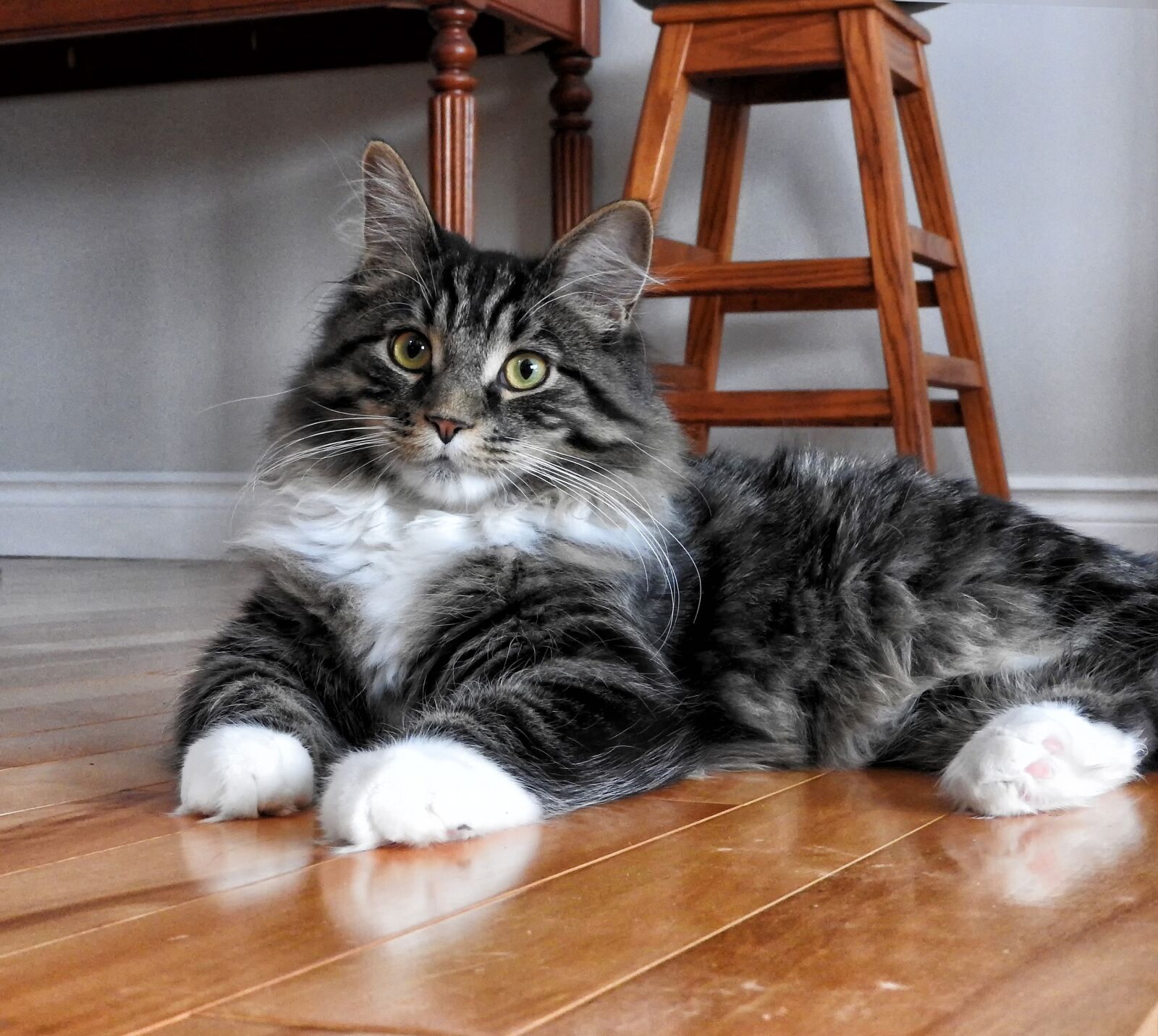 Nikon Coolpix P610 sample photo. Cat, portrait, pet photography