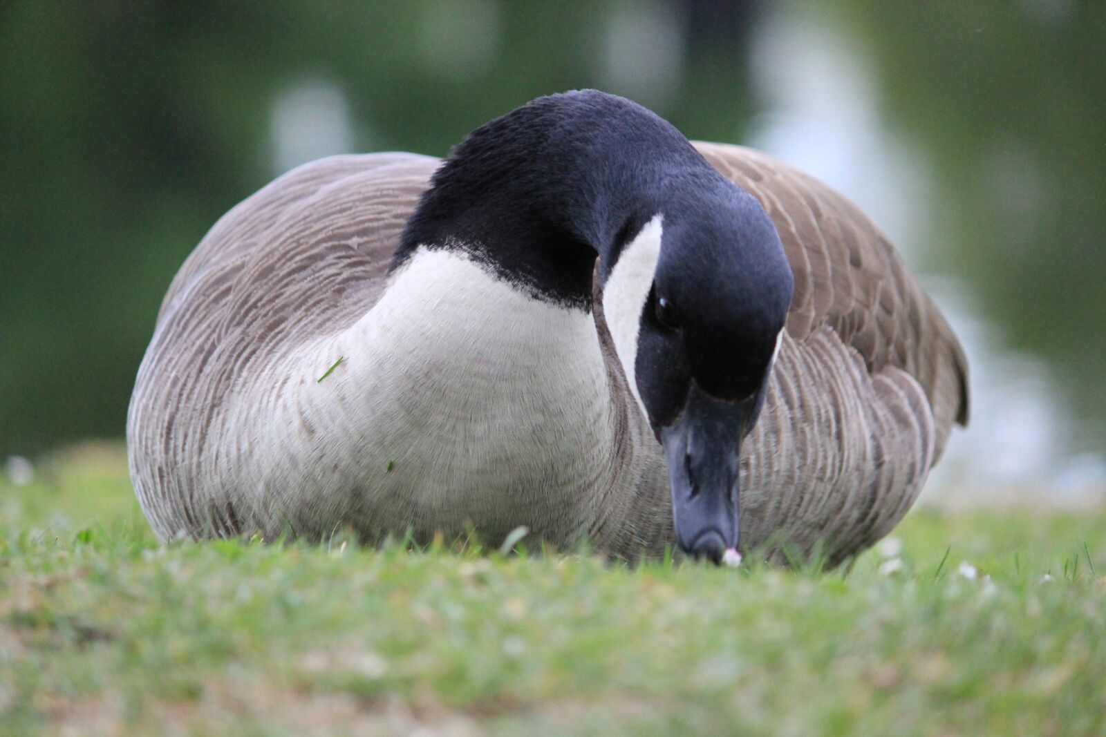 Canon EOS 600D (Rebel EOS T3i / EOS Kiss X5) sample photo. Wild goose, grass, meadow photography