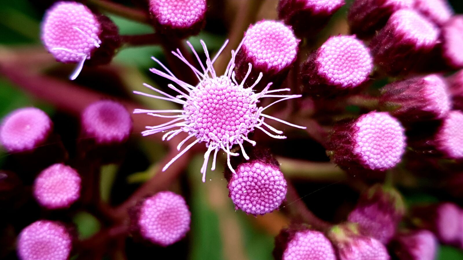 Samsung SM-G973F sample photo. Flora, purple, flower photography