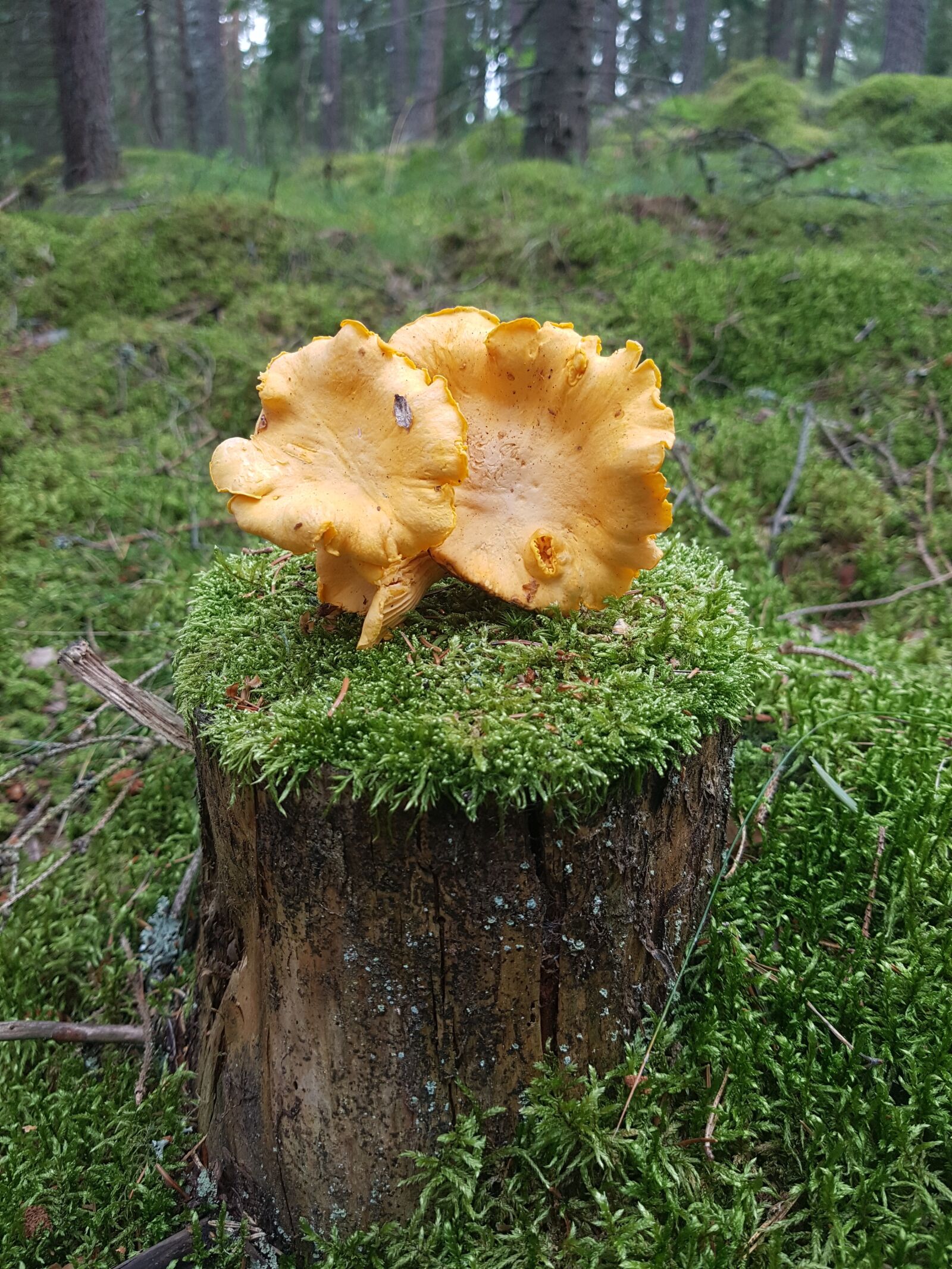 Samsung Galaxy S7 sample photo. Autumn, mushroom, chanterelle mushrooms photography
