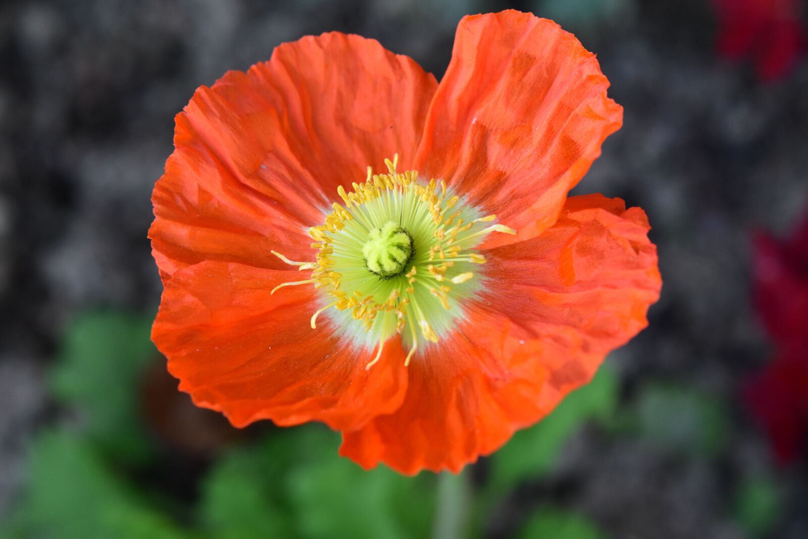 Nikon D5600 sample photo. Flower, orange blossom, pistil photography