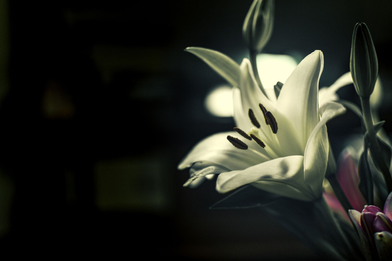 Nikon D3400 sample photo. Floral, flower, lily photography