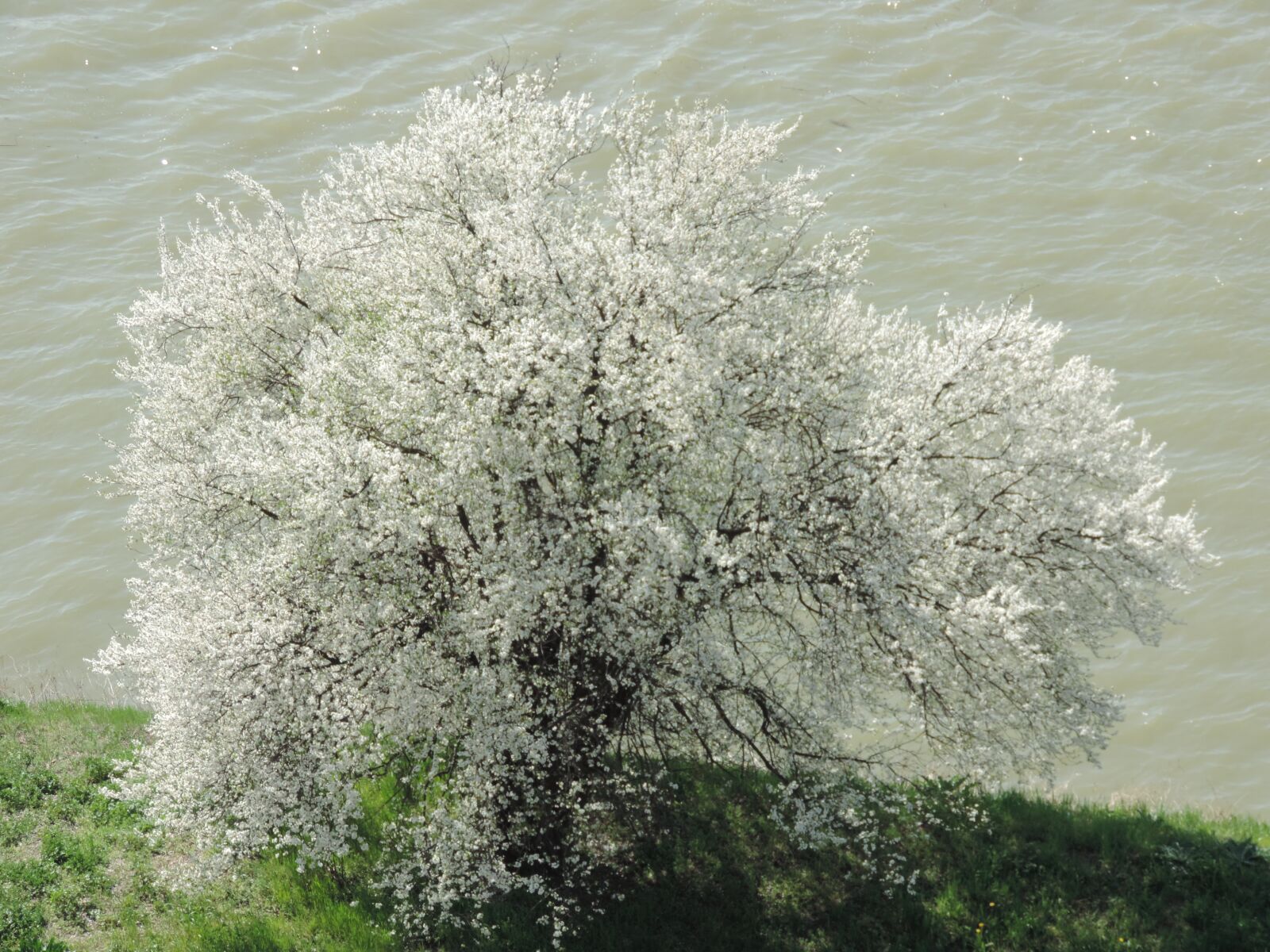 Nikon Coolpix P520 sample photo. Coast, river, riverbank, spring photography