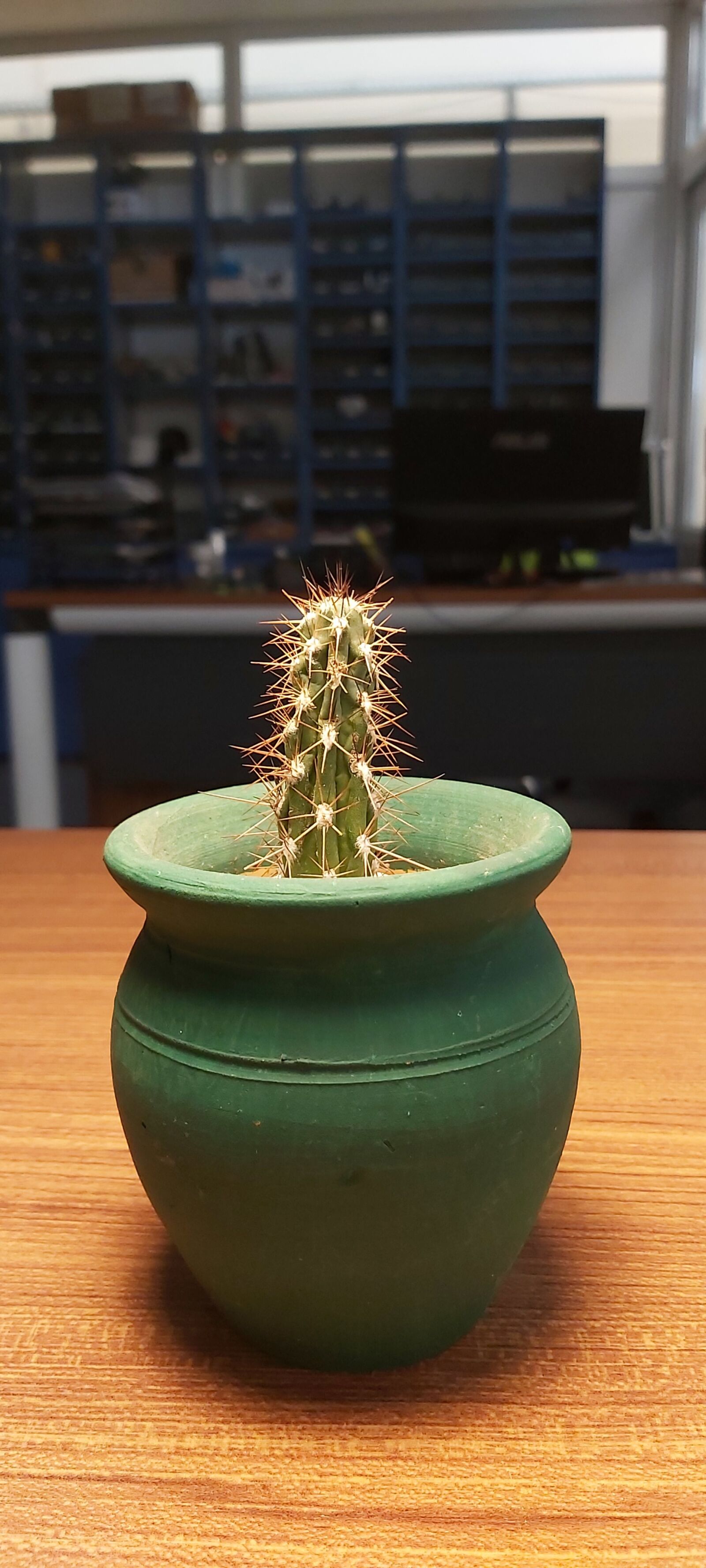 Samsung Galaxy A70 sample photo. Cactus, flowerpot, flower photography