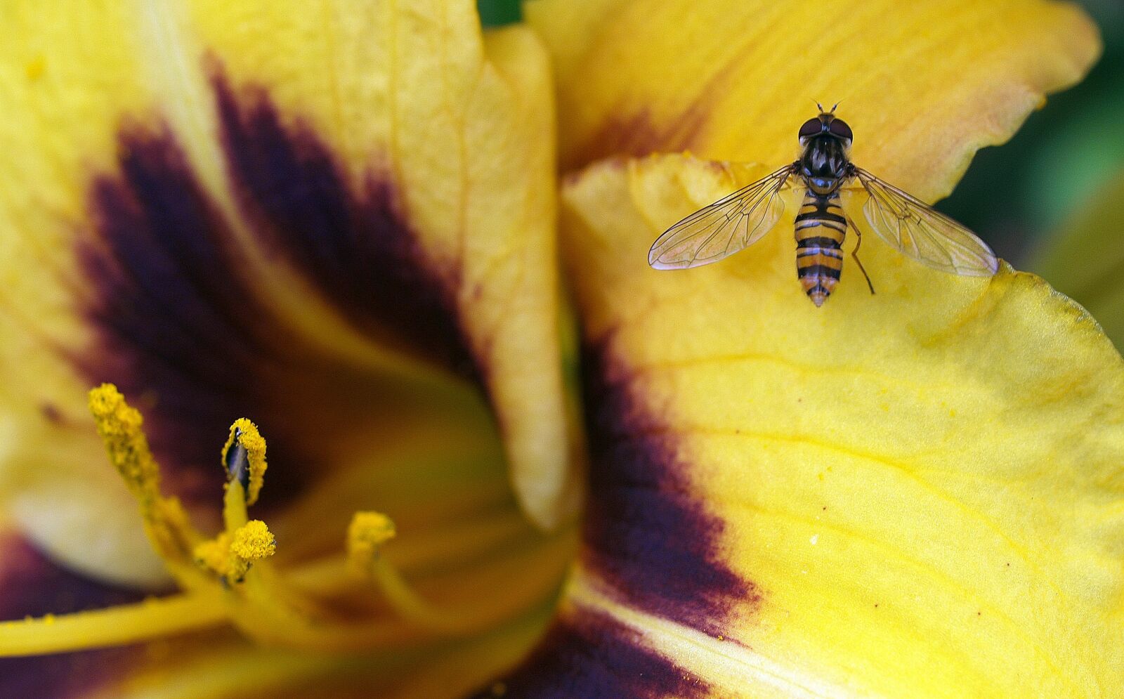 Olympus E-520 (EVOLT E-520) sample photo. Flower, insect, hover fly photography