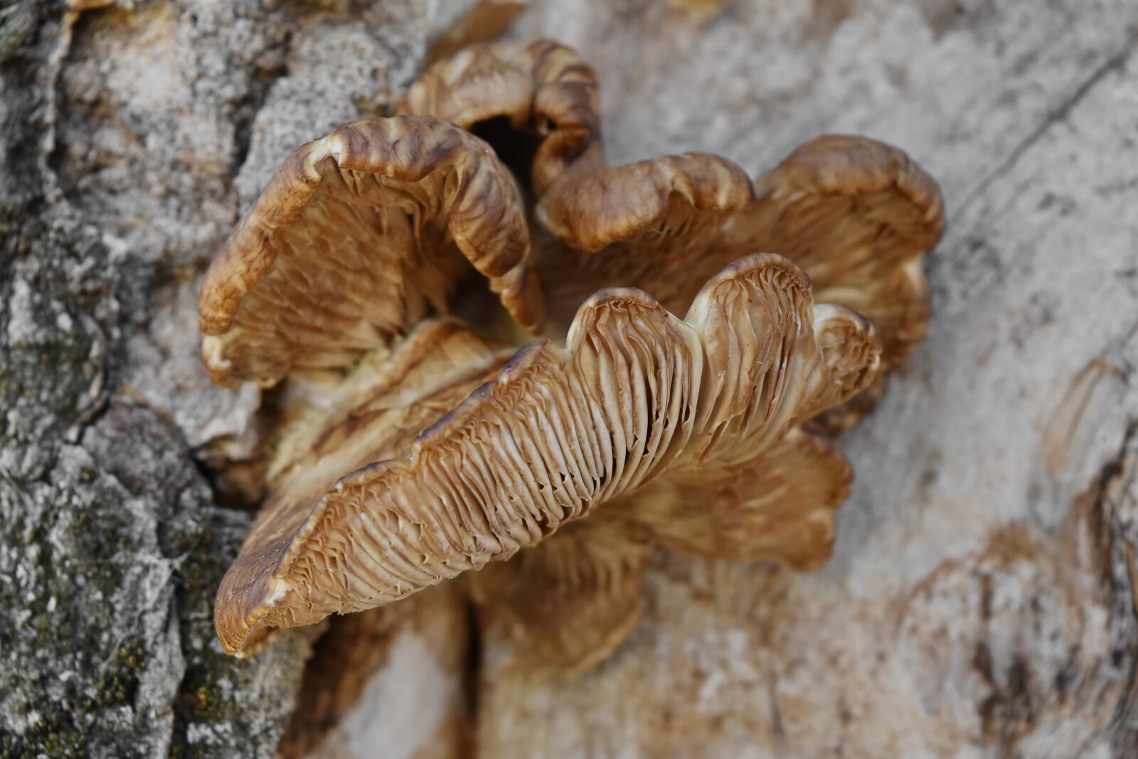 Nikon D5500 sample photo. Mushroom, vegetable, fungus, nature photography