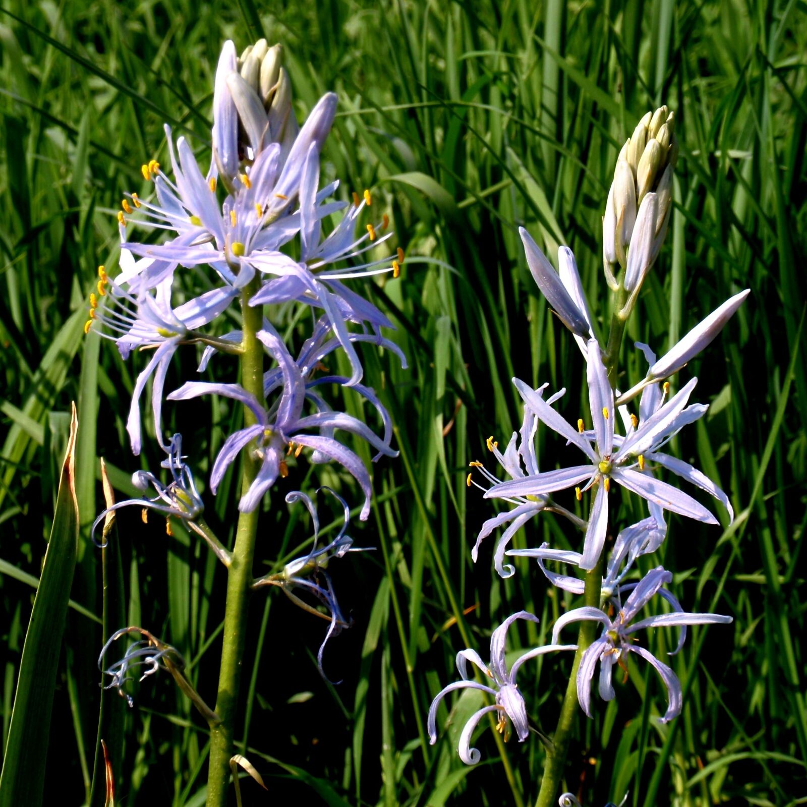 Olympus u1010,S1010 sample photo. Chionodoxa luciliae, pointed flower photography