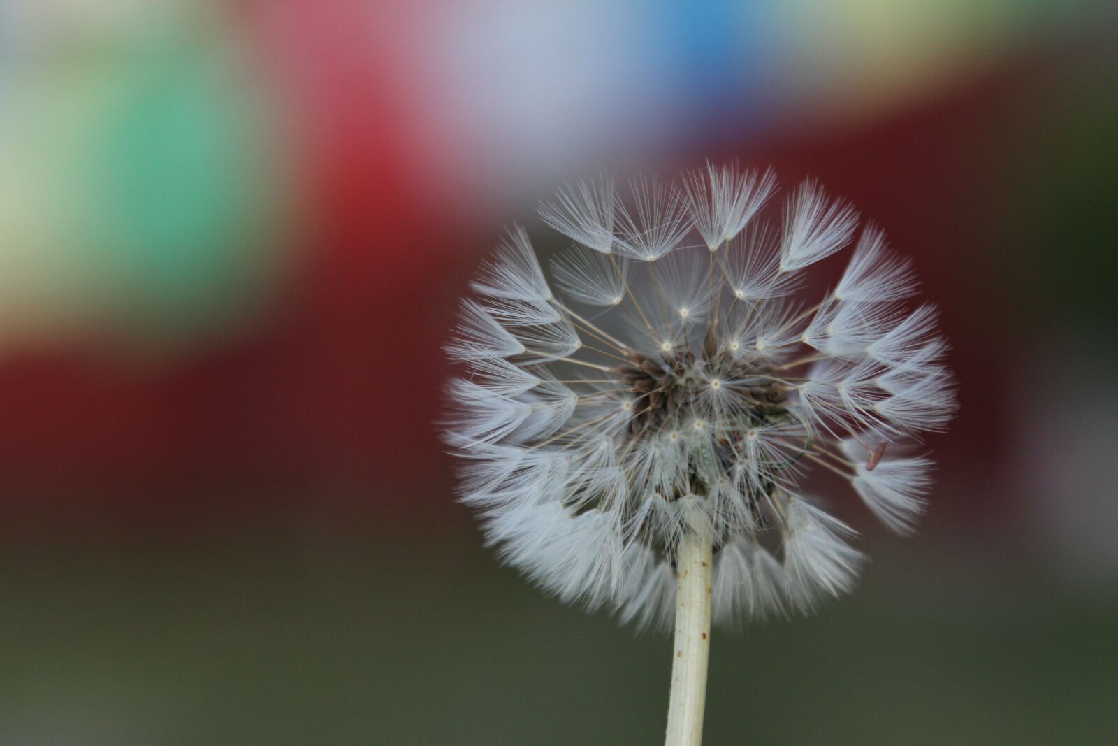 Canon EOS 7D + Canon EF 24-105mm F4L IS USM sample photo. Natural, landscape, flowers photography