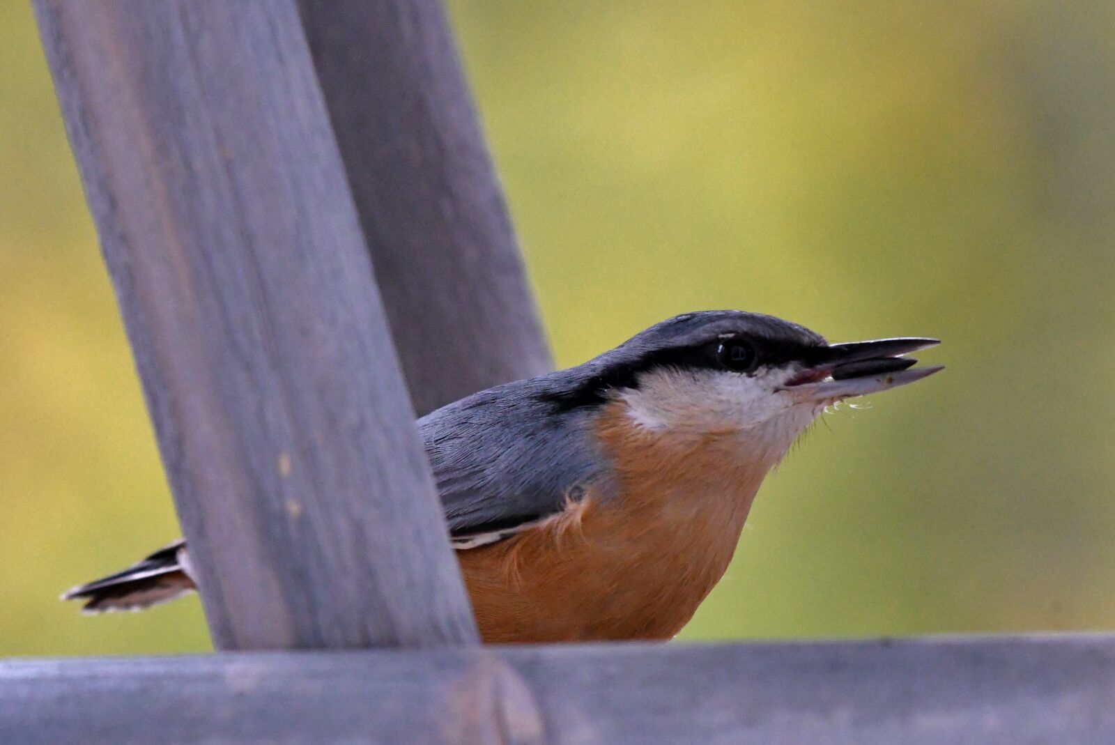 Nikon D500 sample photo. Nuthatch, seeds, food photography
