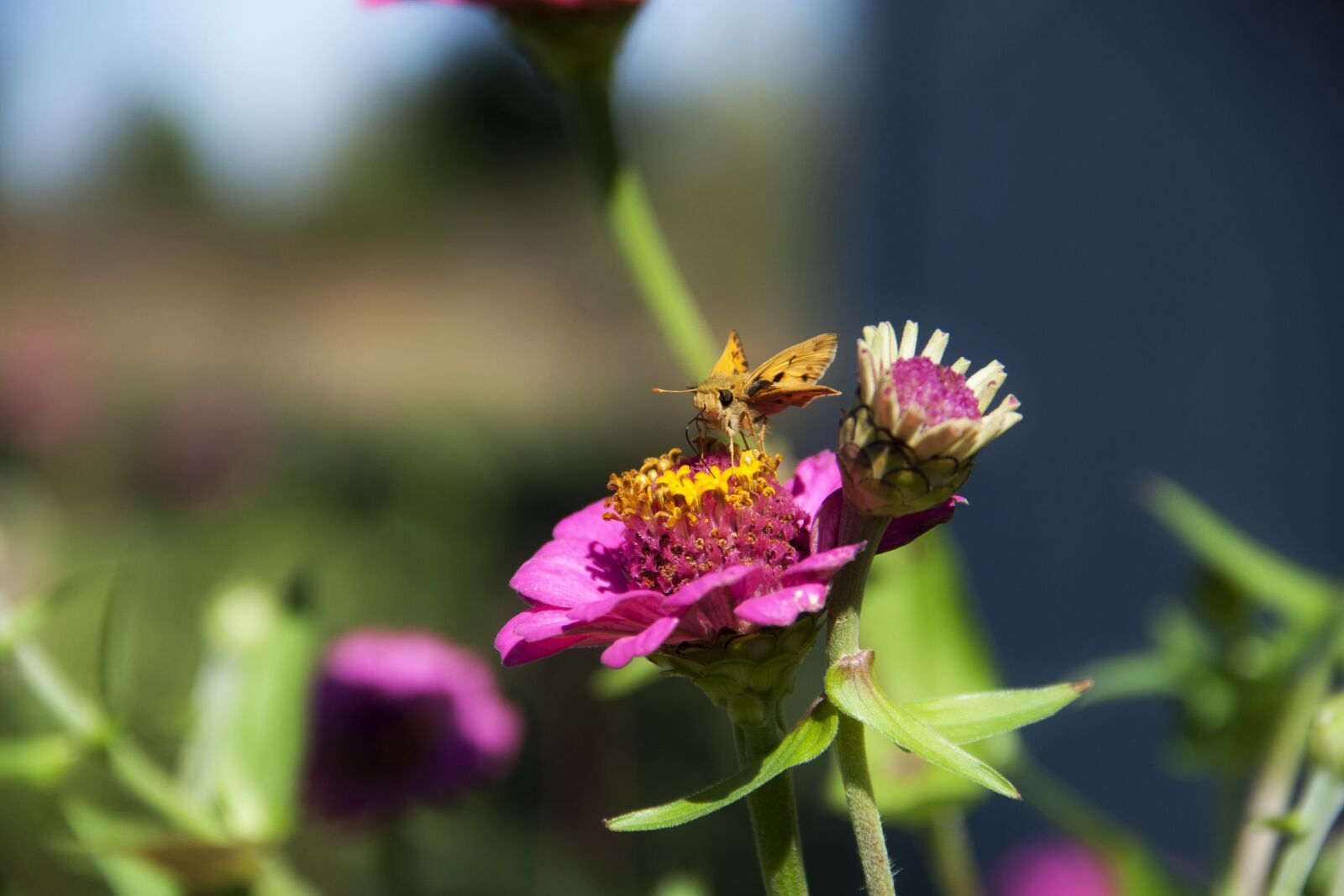 Canon EOS 30D sample photo. Flowers, butterfly, macro photography