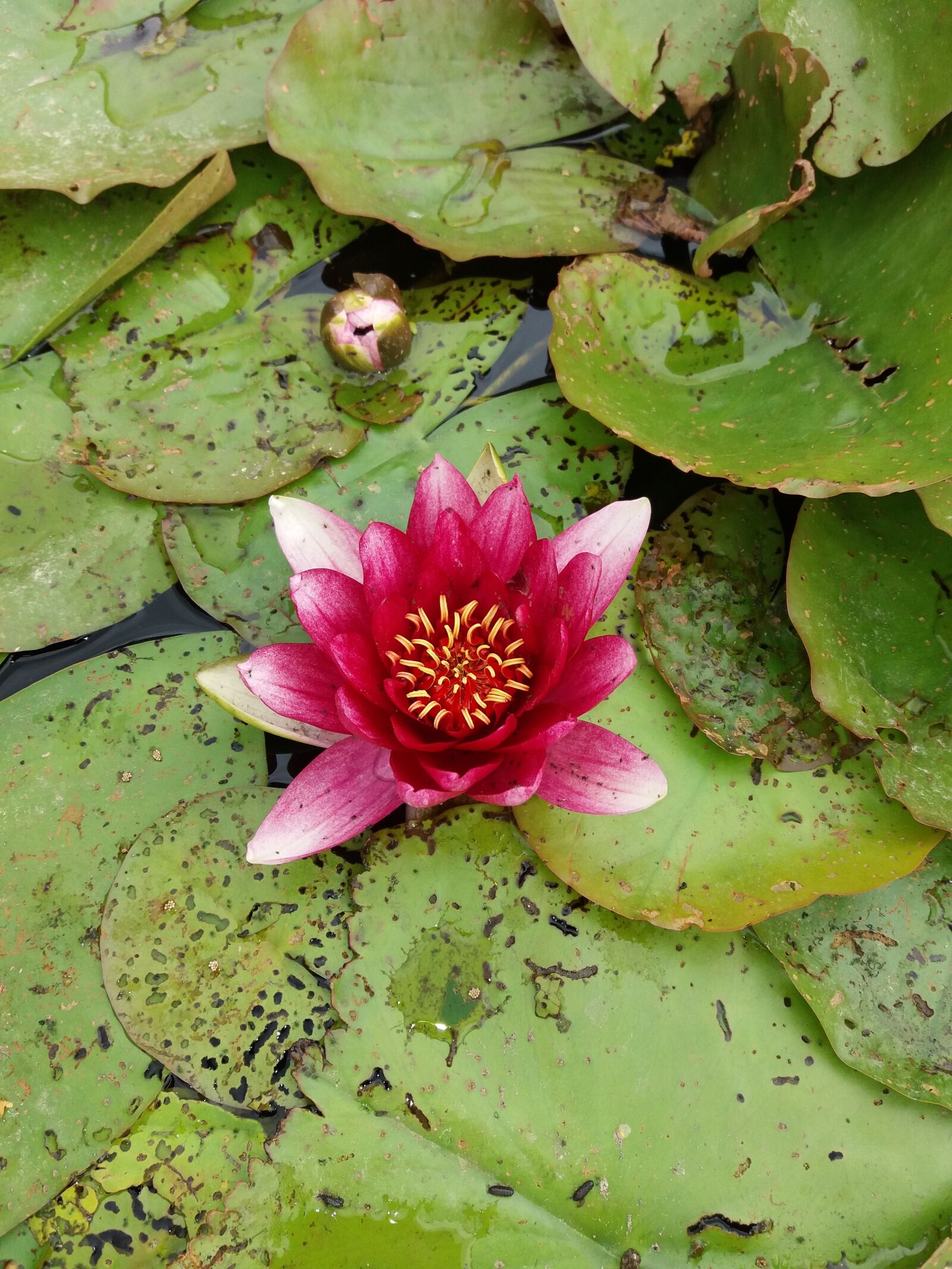 Samsung Galaxy J5(2016) sample photo. Water lily, lilly, flower photography