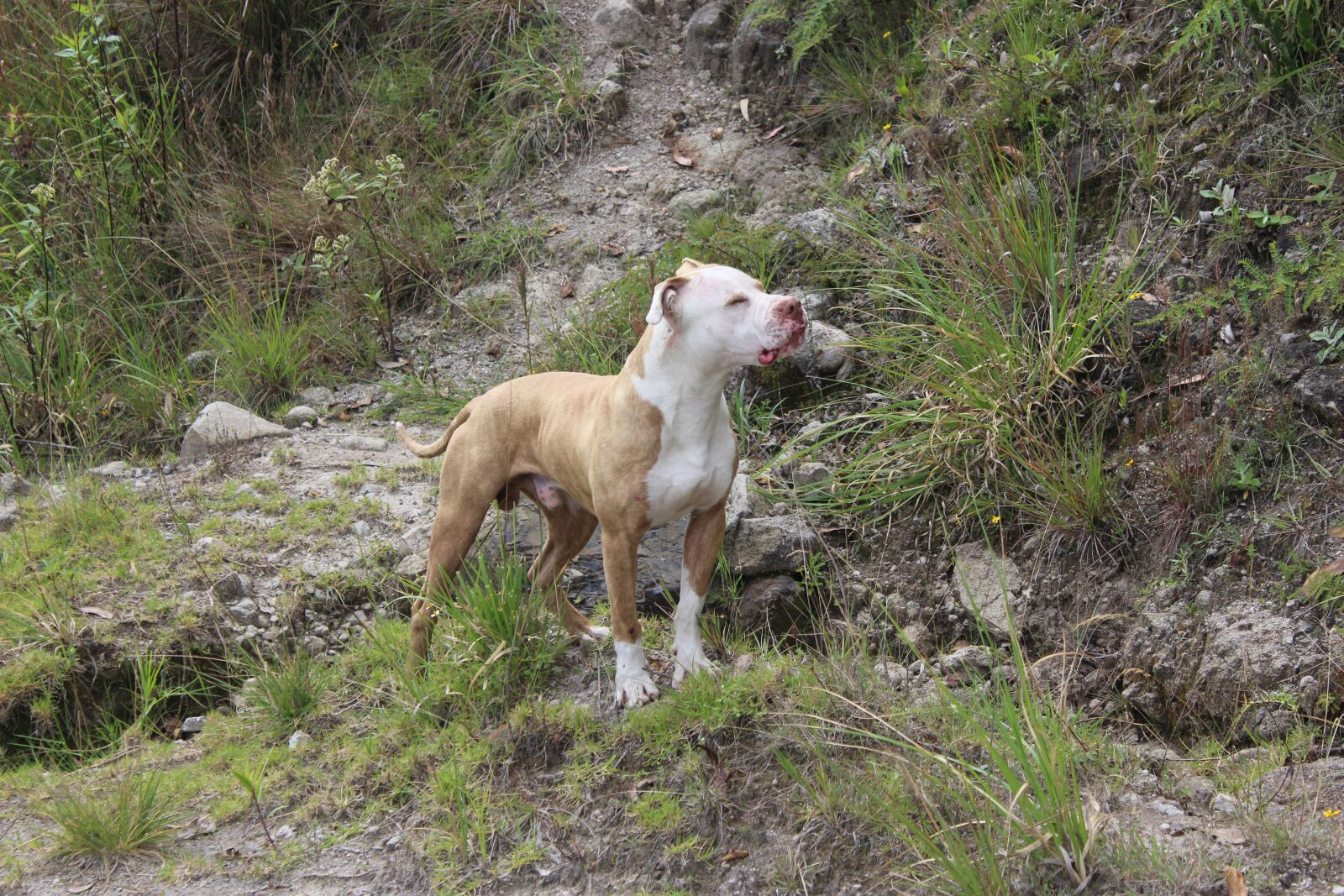 Canon EOS 1200D (EOS Rebel T5 / EOS Kiss X70 / EOS Hi) sample photo. Pitbull, dog, beastmode photography
