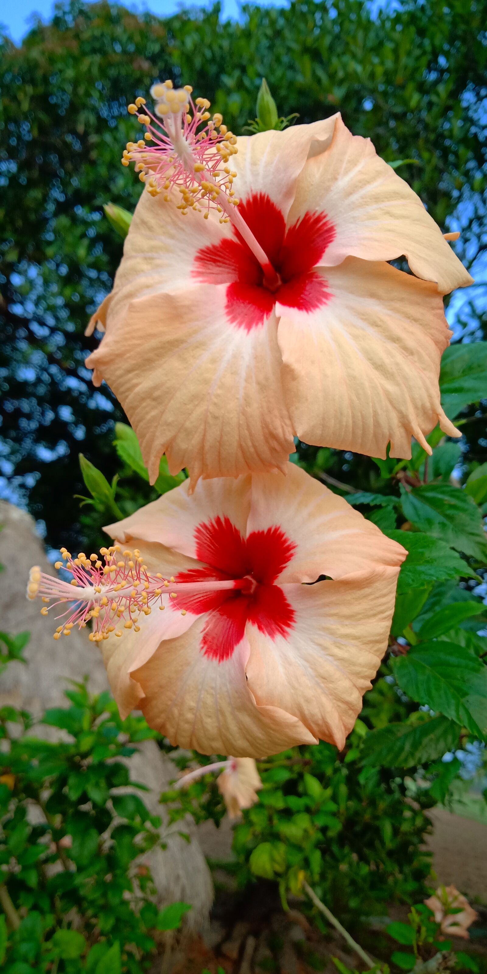 OPPO Realme 1 sample photo. Perfect, hibiscus, flower photography