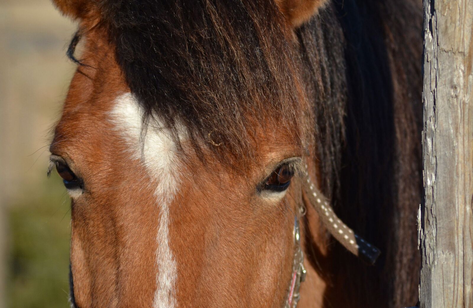 Nikon D3100 sample photo. Finnish horse, horse, animal photography