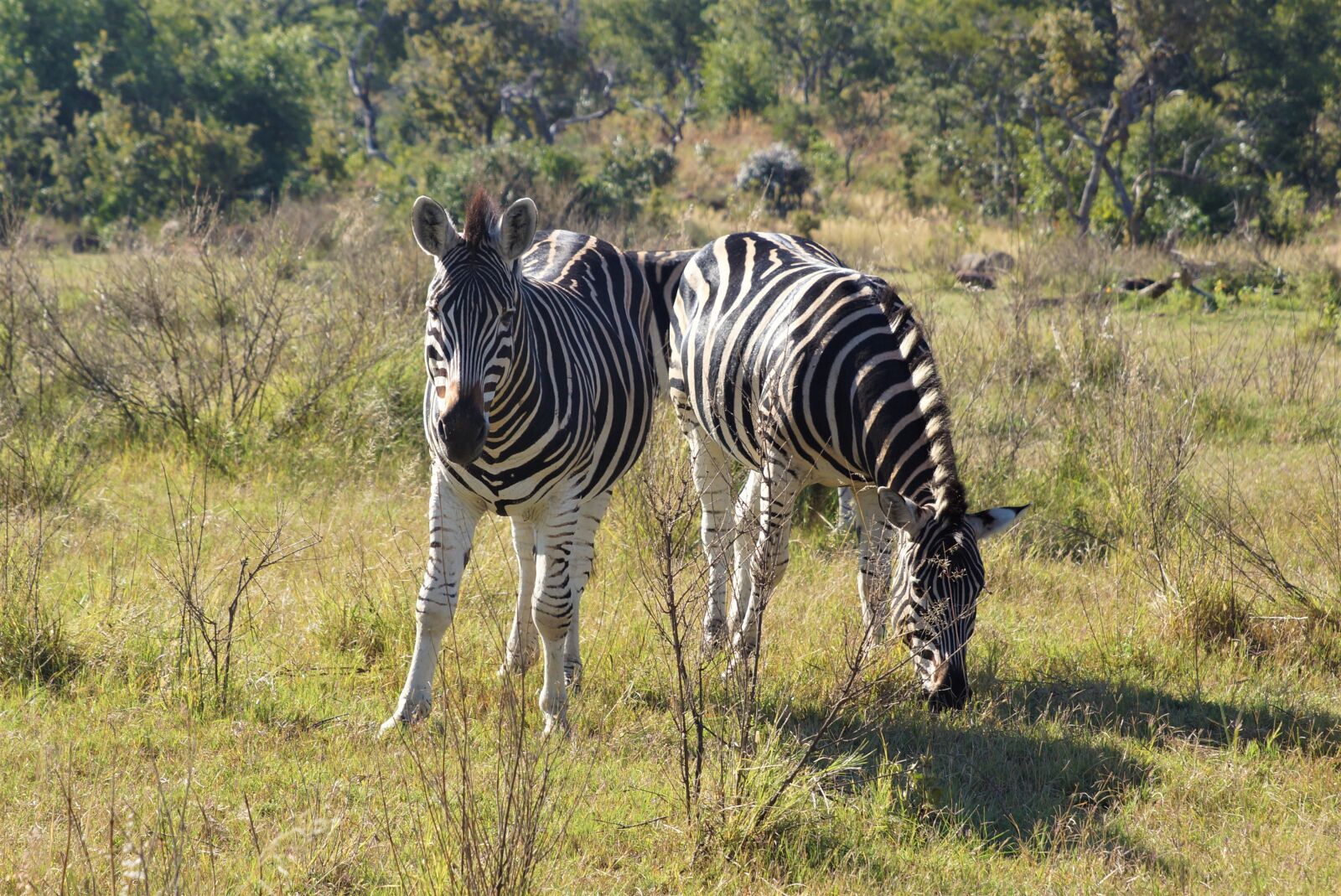 24-70mm F2.8 sample photo. Africa, wilderness, zebra photography