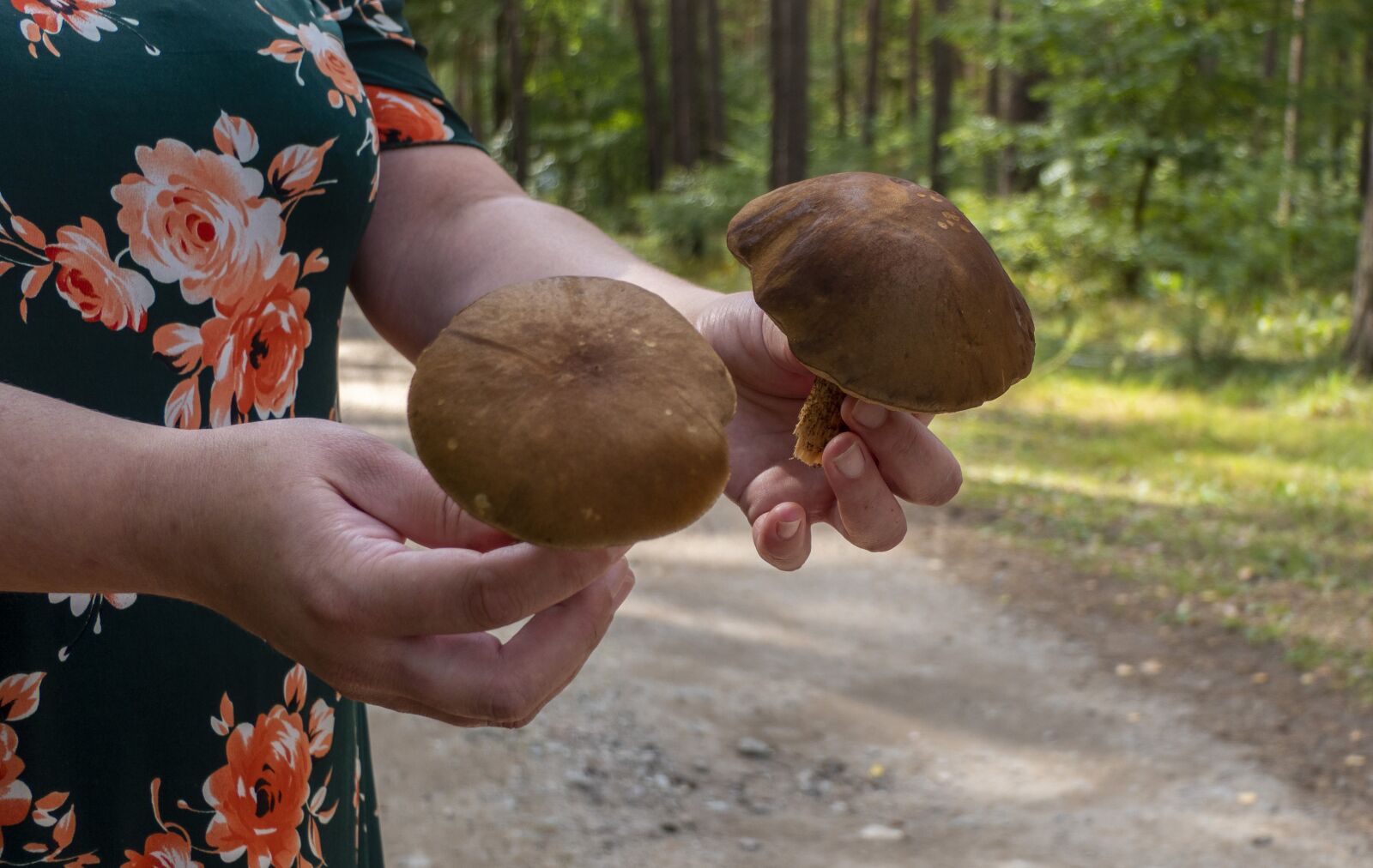Panasonic Lumix DMC-FZ2500 (Lumix DMC-FZ2000) sample photo. Mushroom, chestnut boletus, mushrooms photography