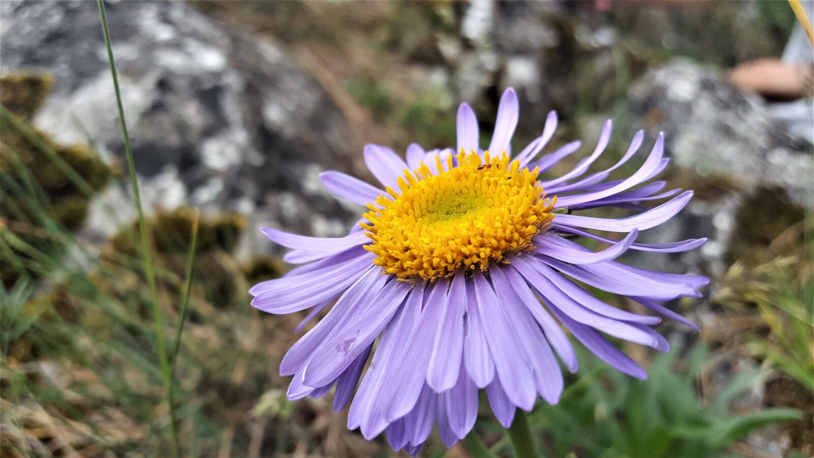 Samsung Galaxy S6 sample photo. Nature, flower, astra photography