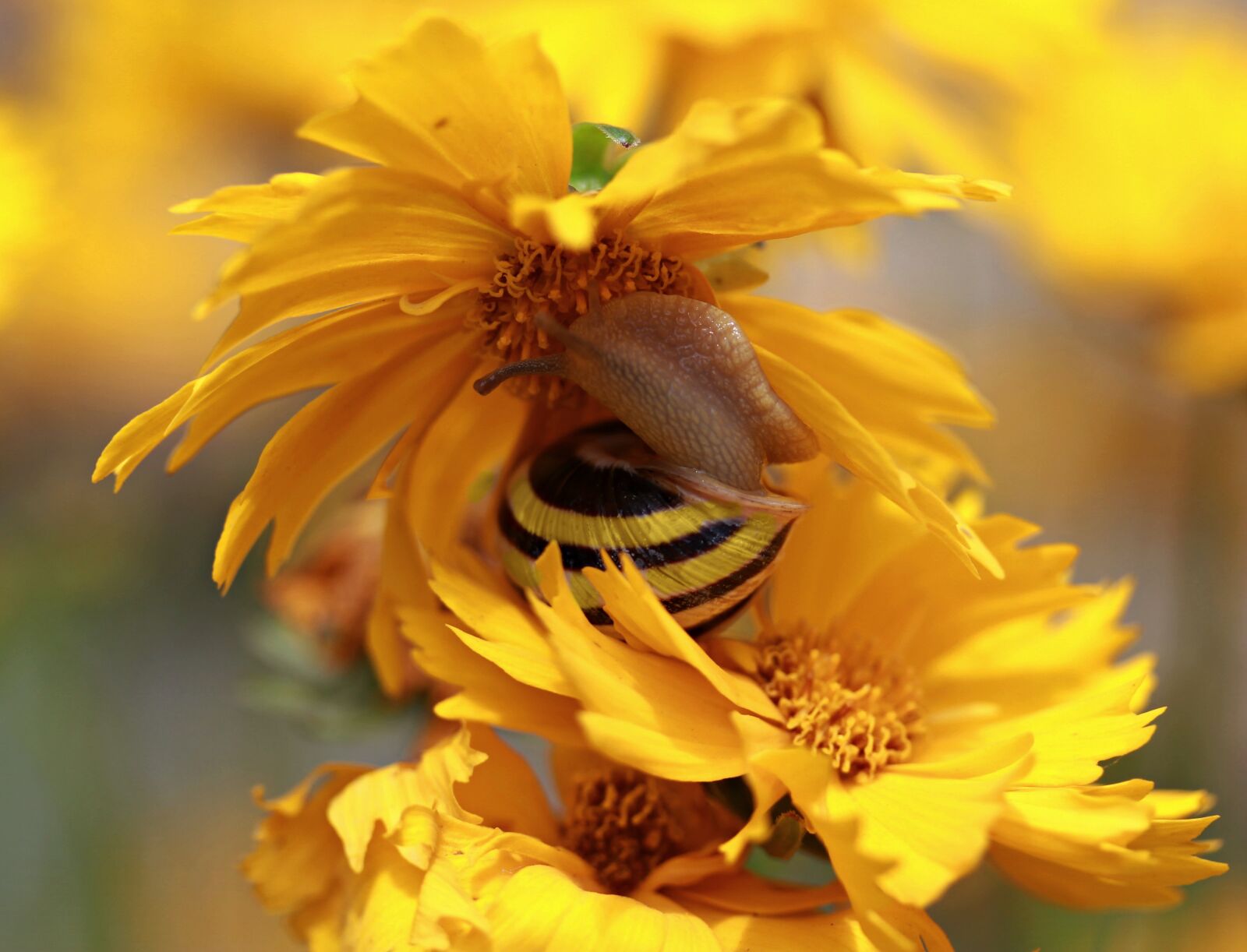 Canon EF-S 60mm F2.8 Macro USM sample photo. Snail, flower, yellow photography