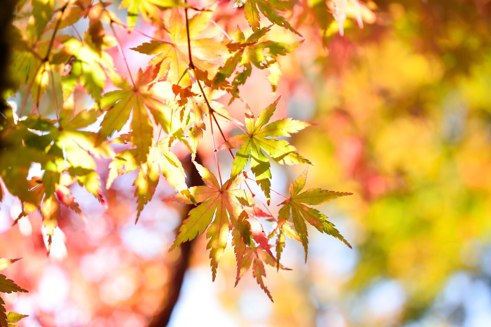 Nikon Df sample photo. Japan, landscape, natural photography