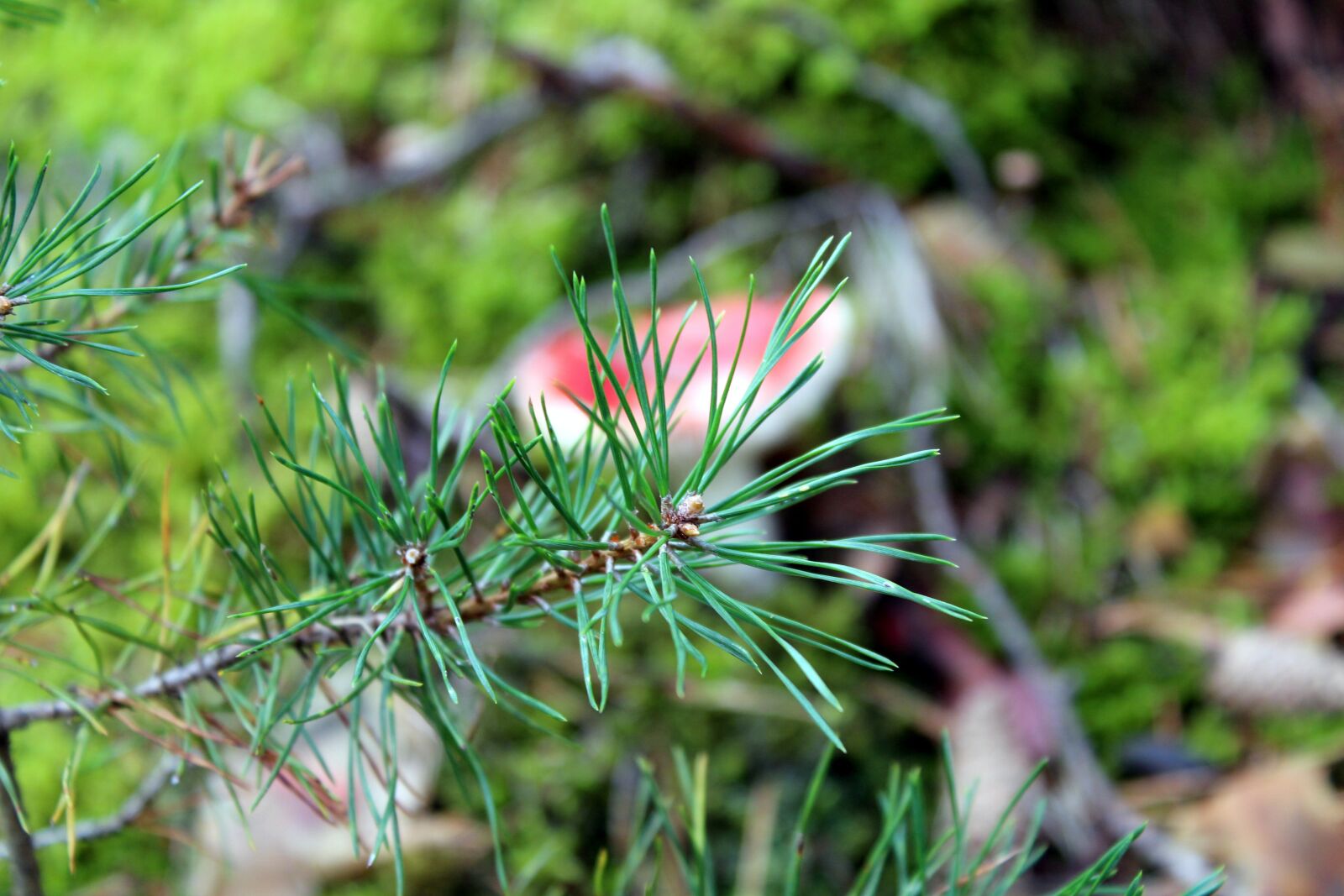 Canon EOS 1200D (EOS Rebel T5 / EOS Kiss X70 / EOS Hi) sample photo. Pine, sprig, forest photography
