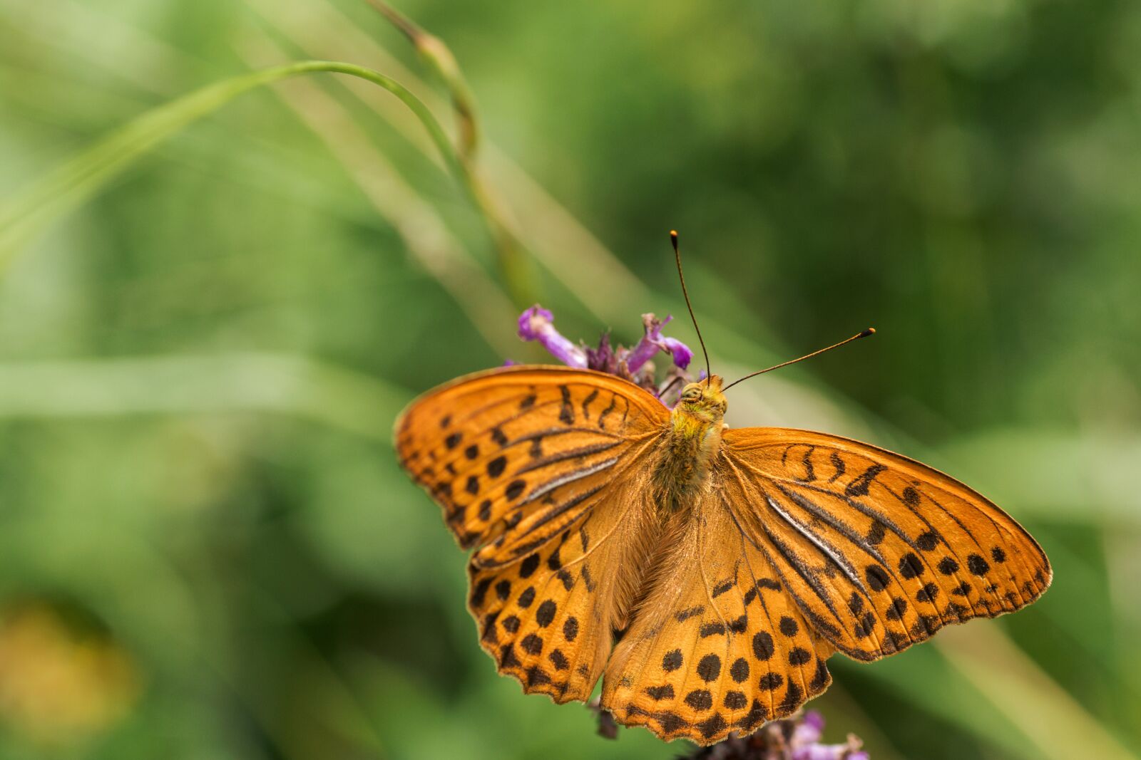 Tamron SP 90mm F2.8 Di VC USD 1:1 Macro sample photo. Butterfly, insects, the beauty photography