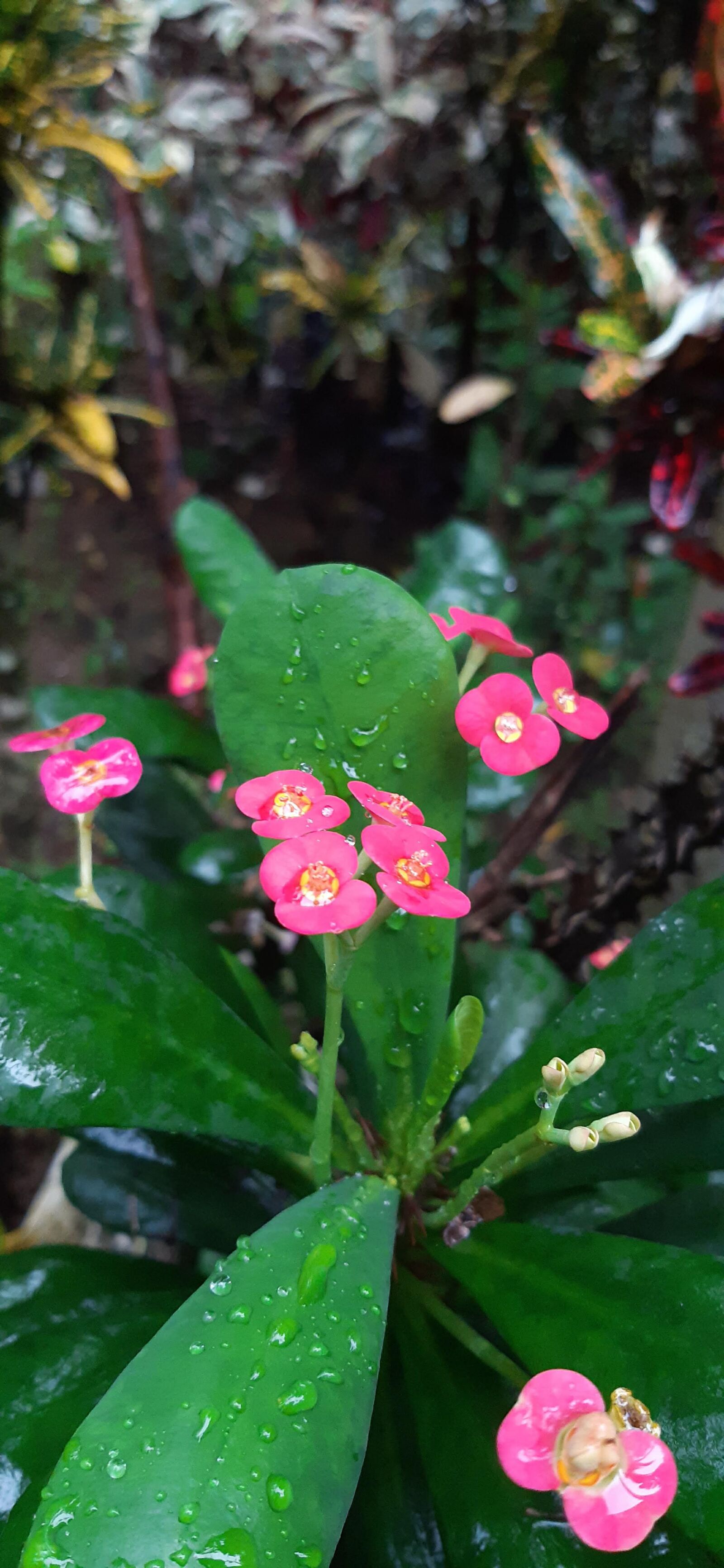 Samsung Galaxy A30 sample photo. Flower, flora, blossom photography