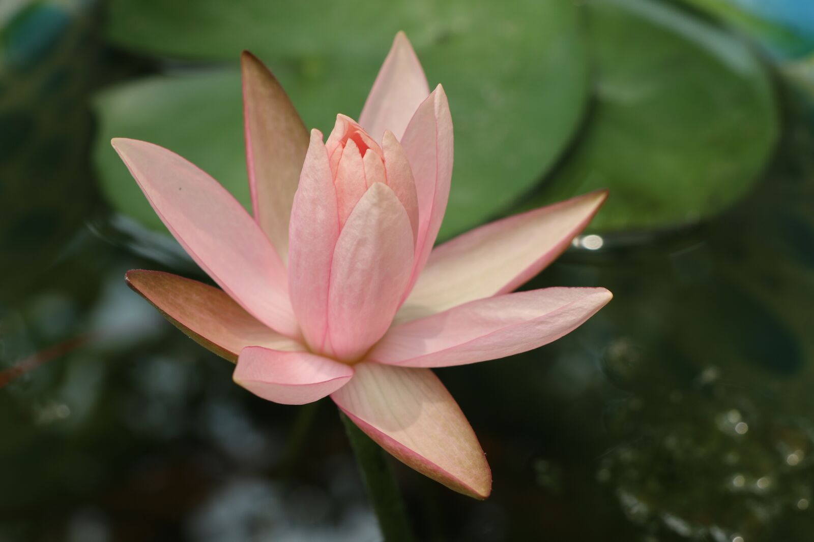Canon EOS M6 sample photo. Orange lotus, one side photography