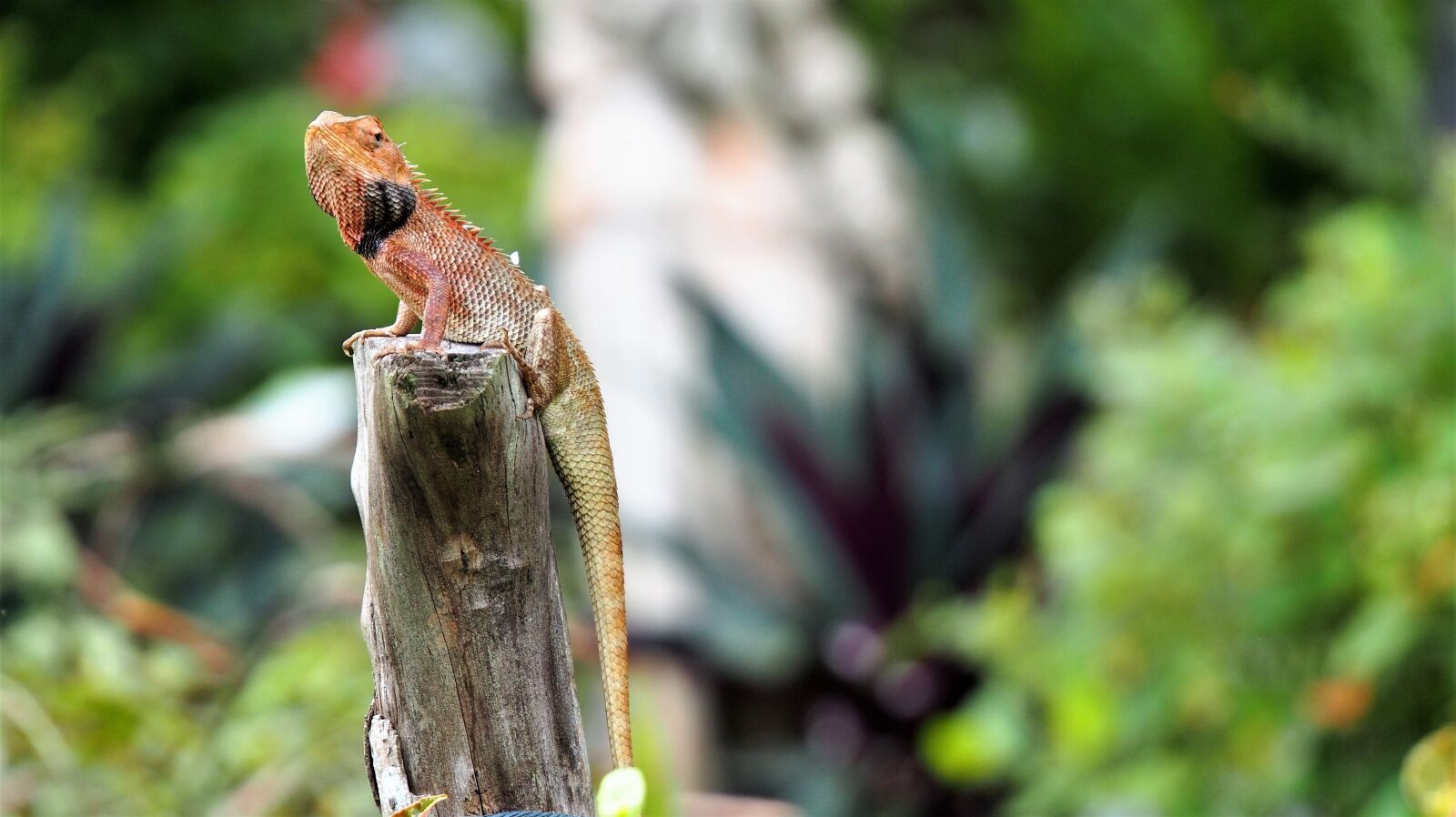 Olympus OM-D E-M5 sample photo. Nature, wildlife, animal photography