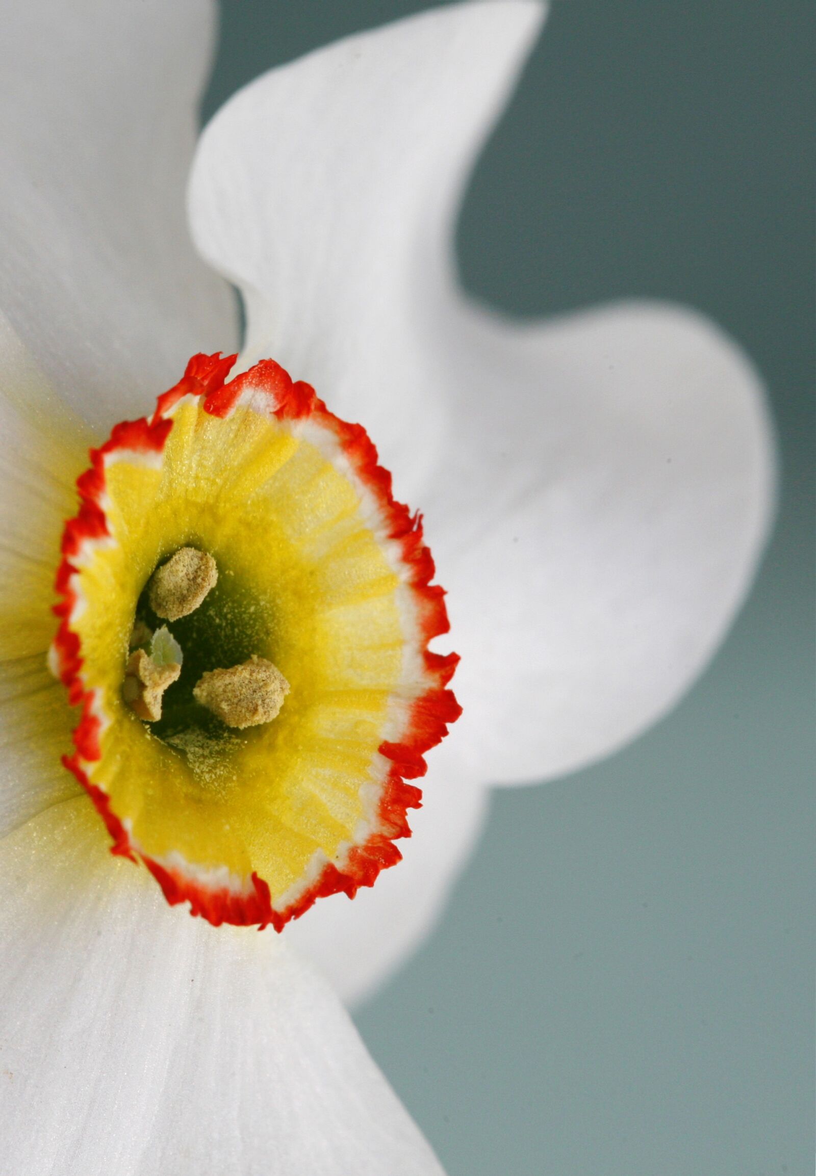 Canon EOS 5D sample photo. Blossom, bloom, flower photography