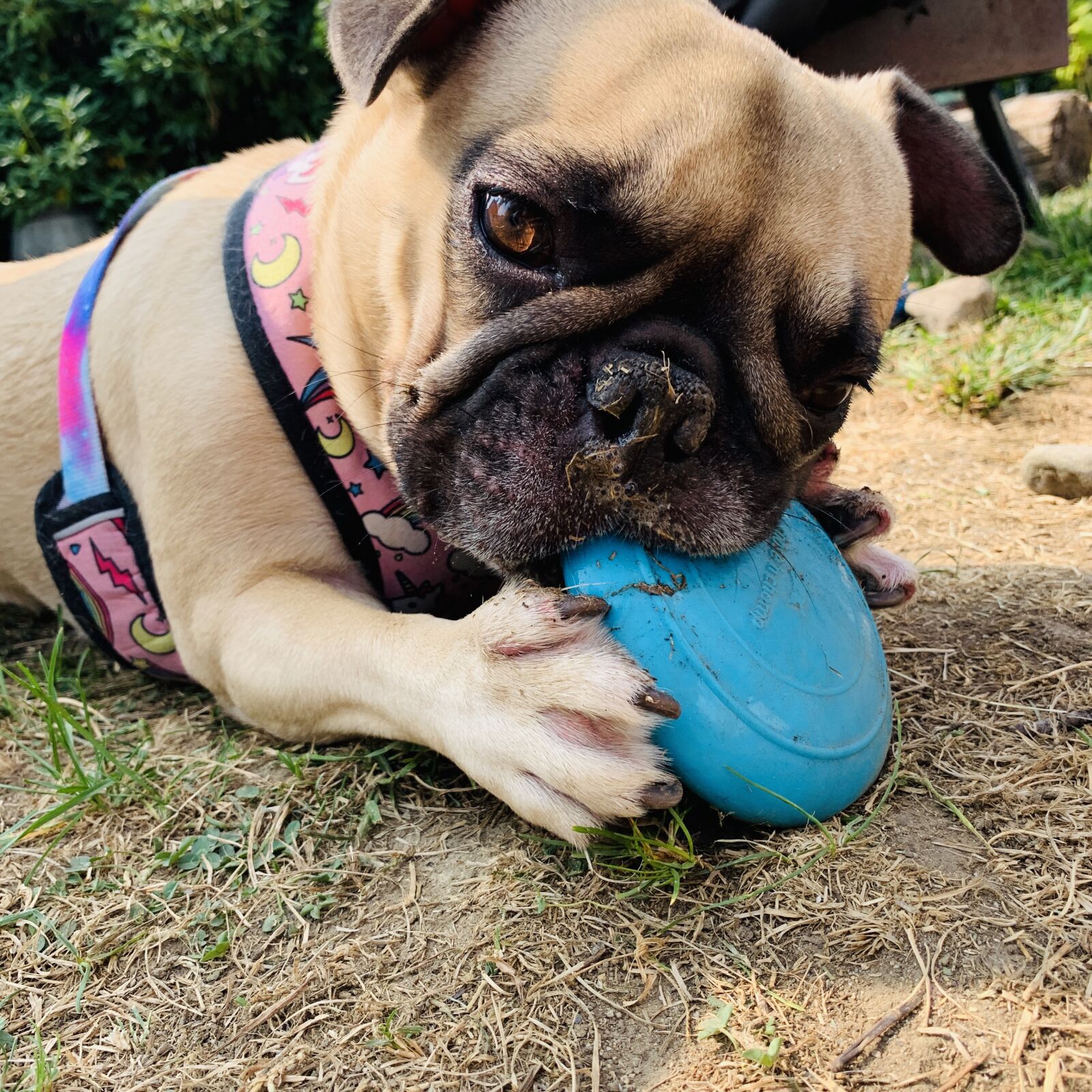 iPhone XR back camera 4.25mm f/1.8 sample photo. Dog, french bull dog photography