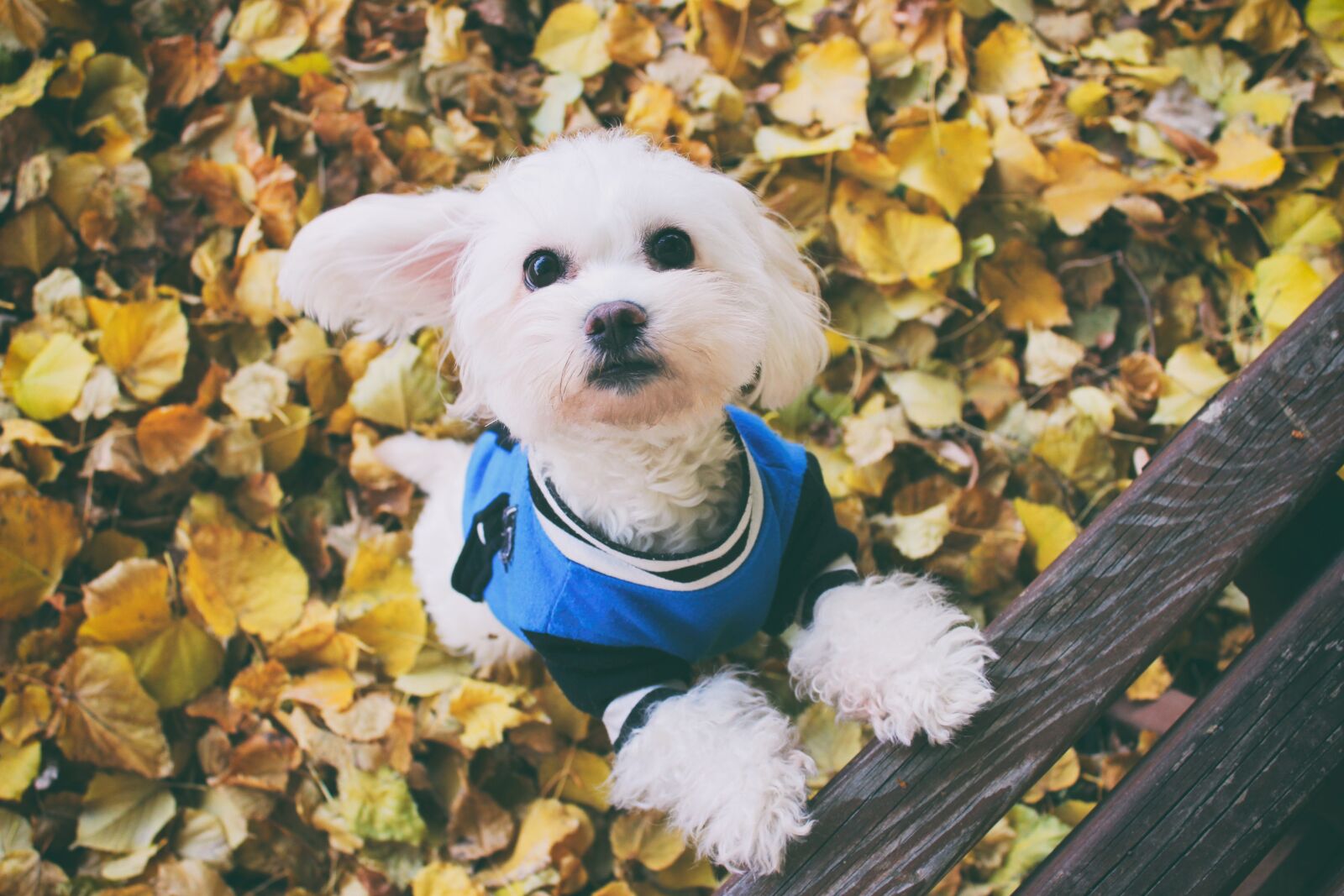 Canon EOS 600D (Rebel EOS T3i / EOS Kiss X5) sample photo. Dog, autumn, maltese dog photography