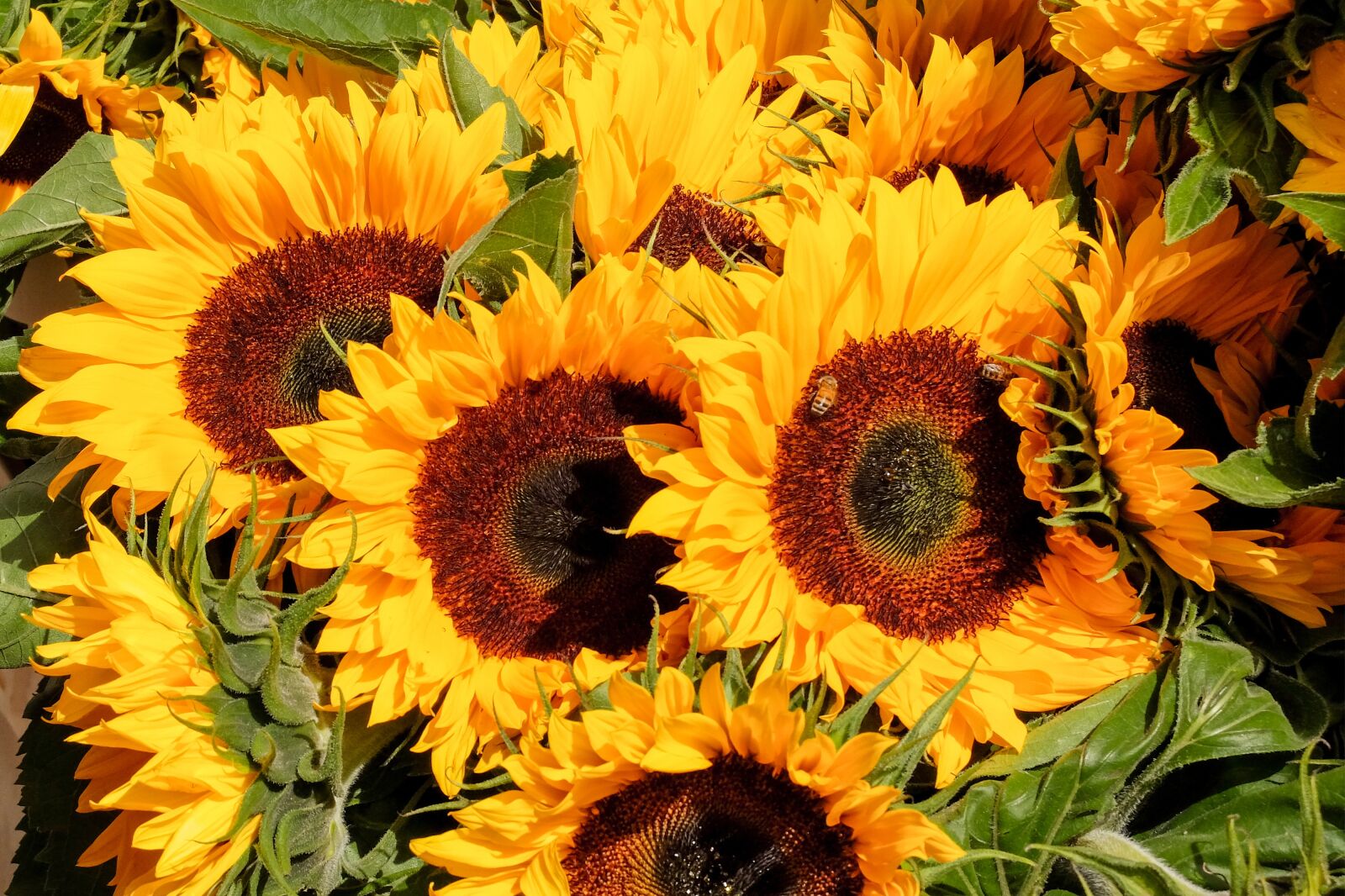 Fujifilm X30 sample photo. Sunflower, flower, bouquet photography