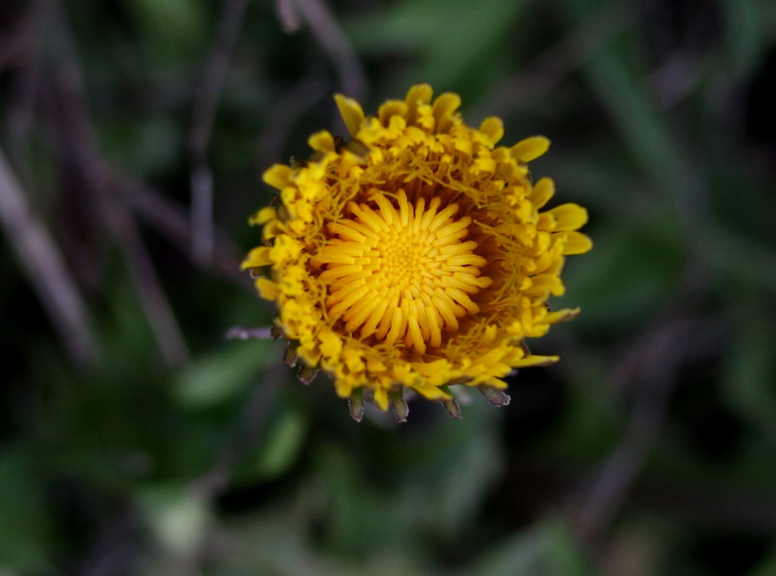 Canon EF-S 60mm F2.8 Macro USM sample photo. Dandelion, yellow, flower photography