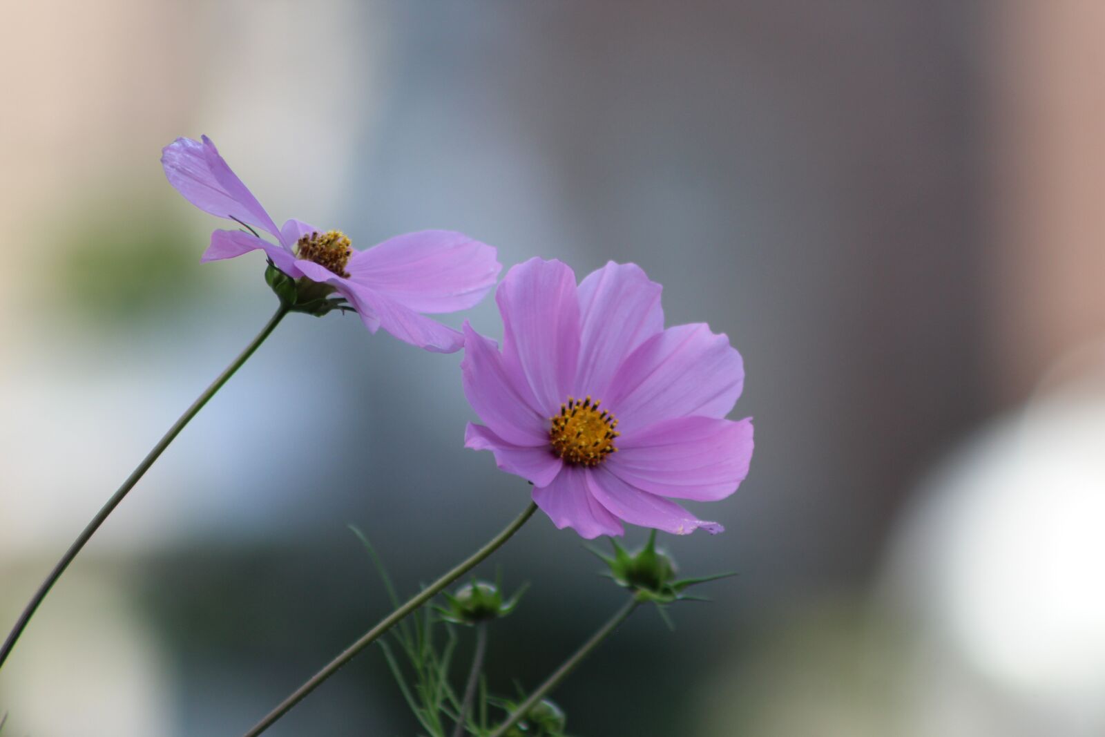 Canon EOS 1200D (EOS Rebel T5 / EOS Kiss X70 / EOS Hi) + Canon EF 75-300mm f/4-5.6 sample photo. Cosmos, purple, flowers photography