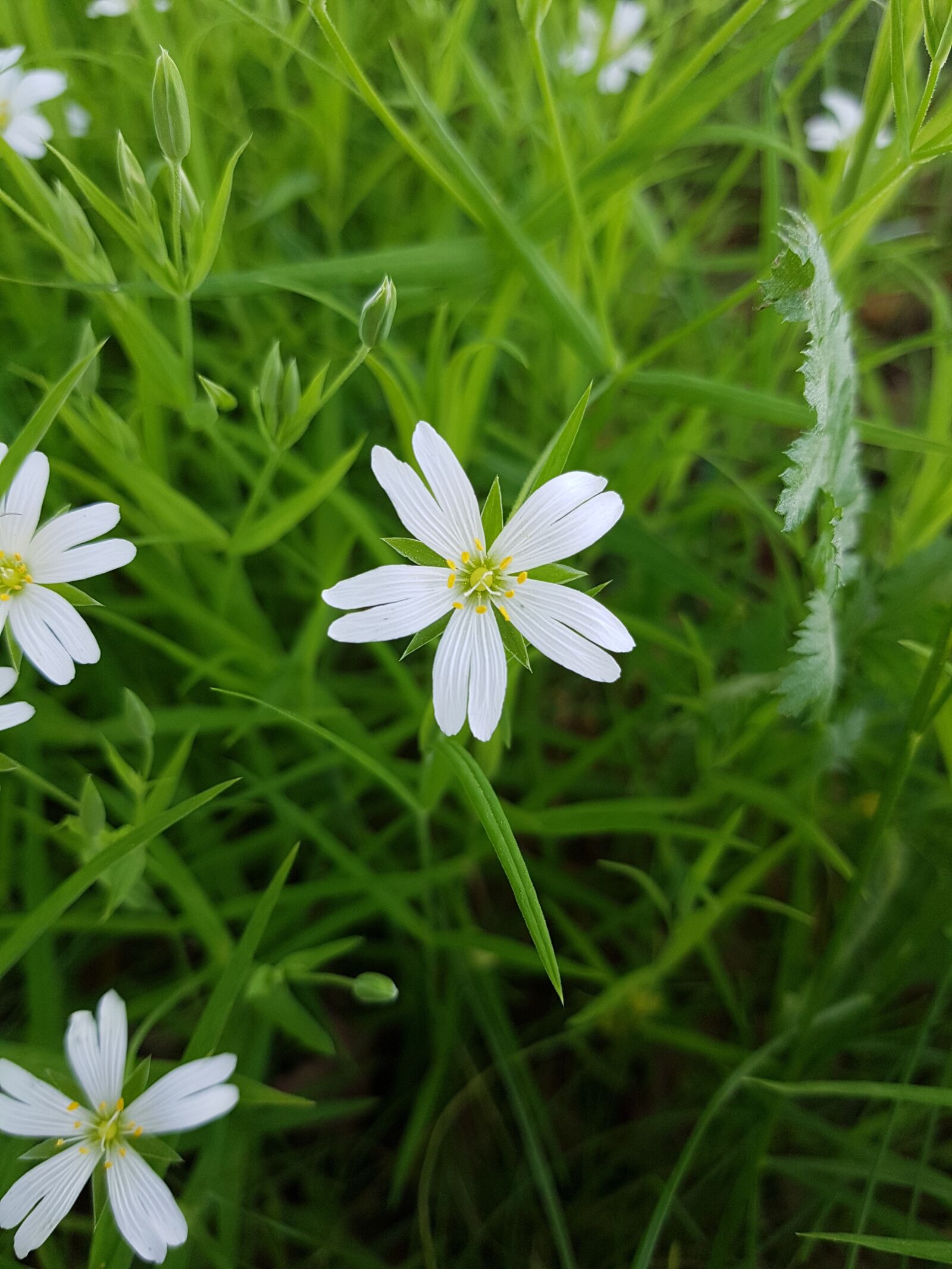 Samsung Galaxy S7 sample photo. White flower, summer, spring photography