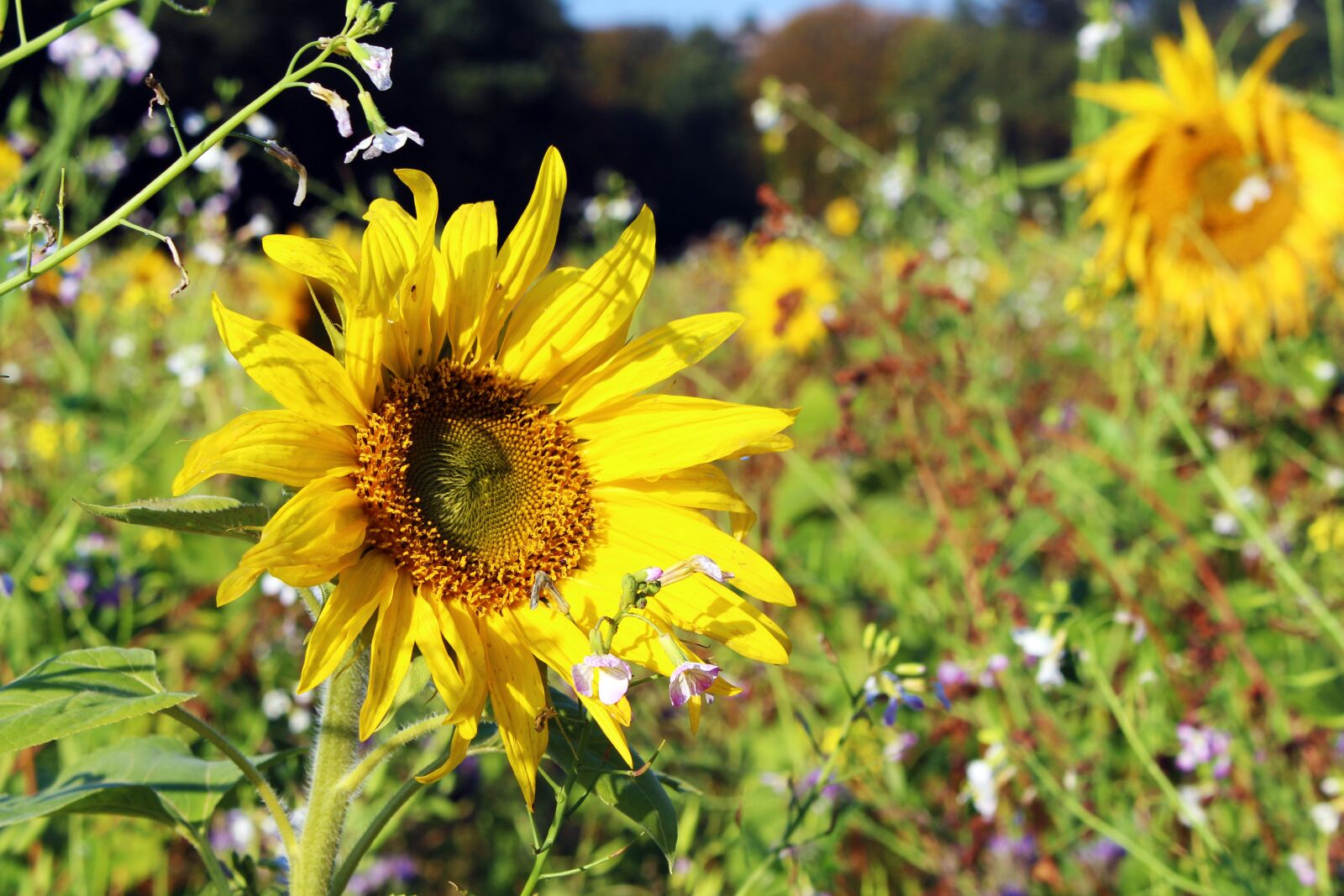 Canon EOS 700D (EOS Rebel T5i / EOS Kiss X7i) sample photo. Sunflower, sunflower field, yellow photography