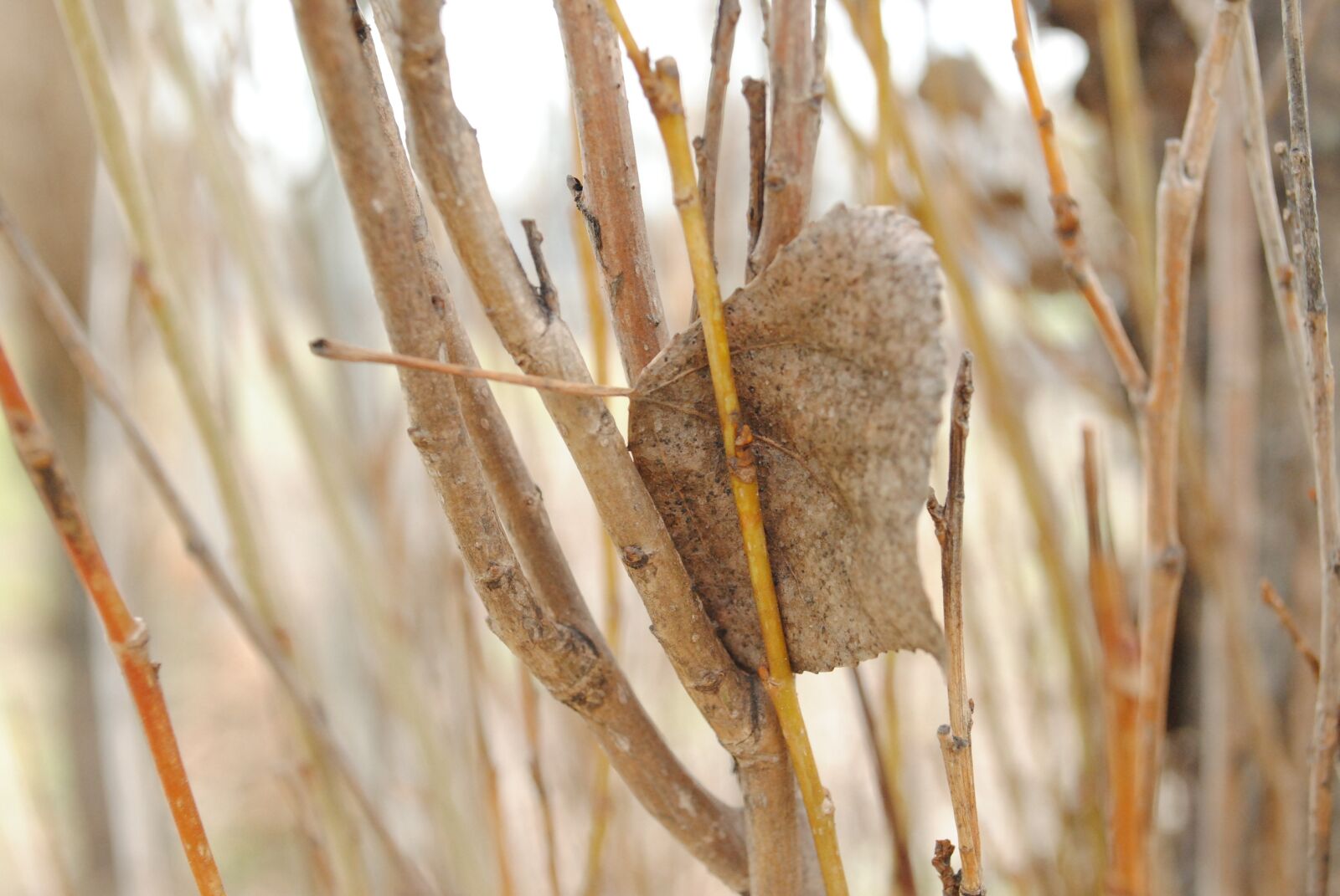 Nikon D3000 sample photo. Leaf, dry, branch photography