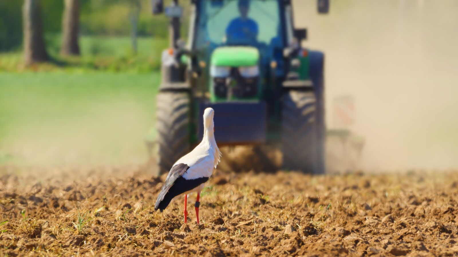 150-600mm F5-6.3 DG OS HSM | Contemporary 015 sample photo. Stork, agriculture, spring photography