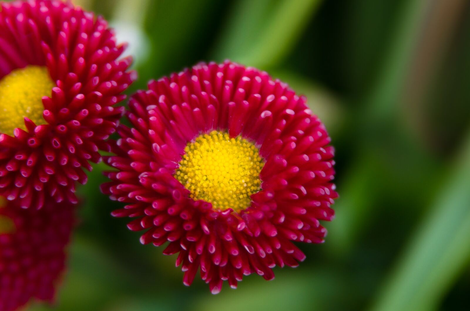 Sony SLT-A55 (SLT-A55V) sample photo. Daisy, tausendschön, plant photography