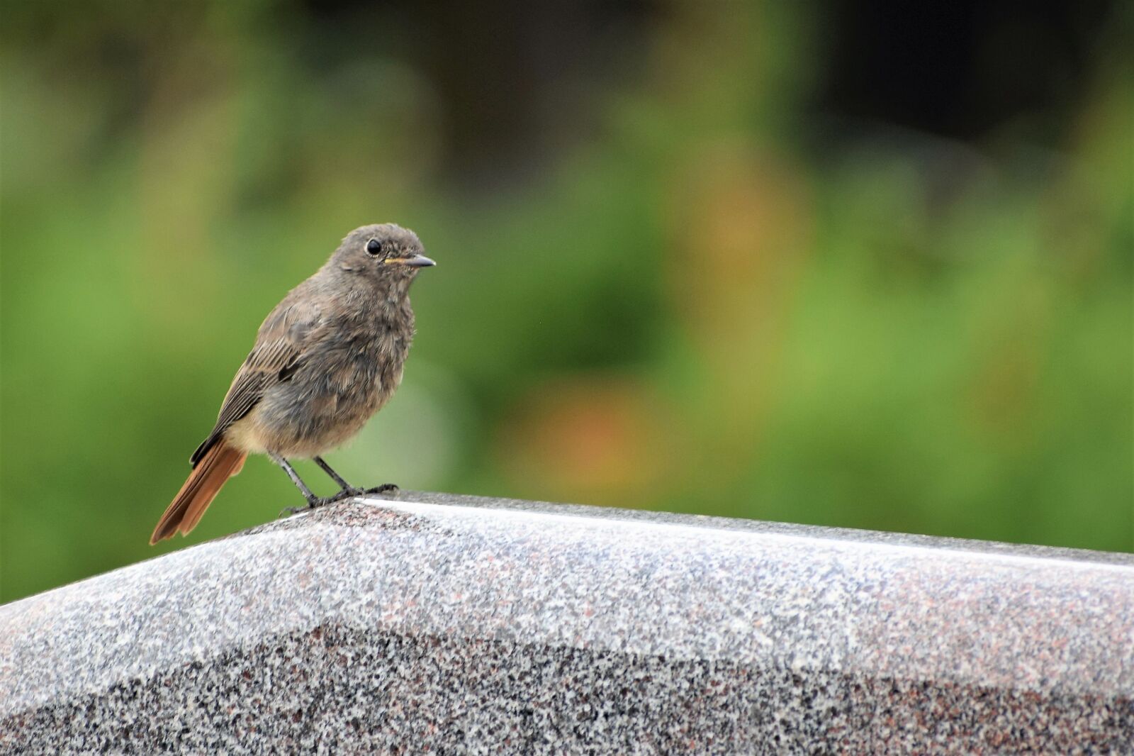 Nikon D3300 sample photo. Redstart bird on gravestone photography