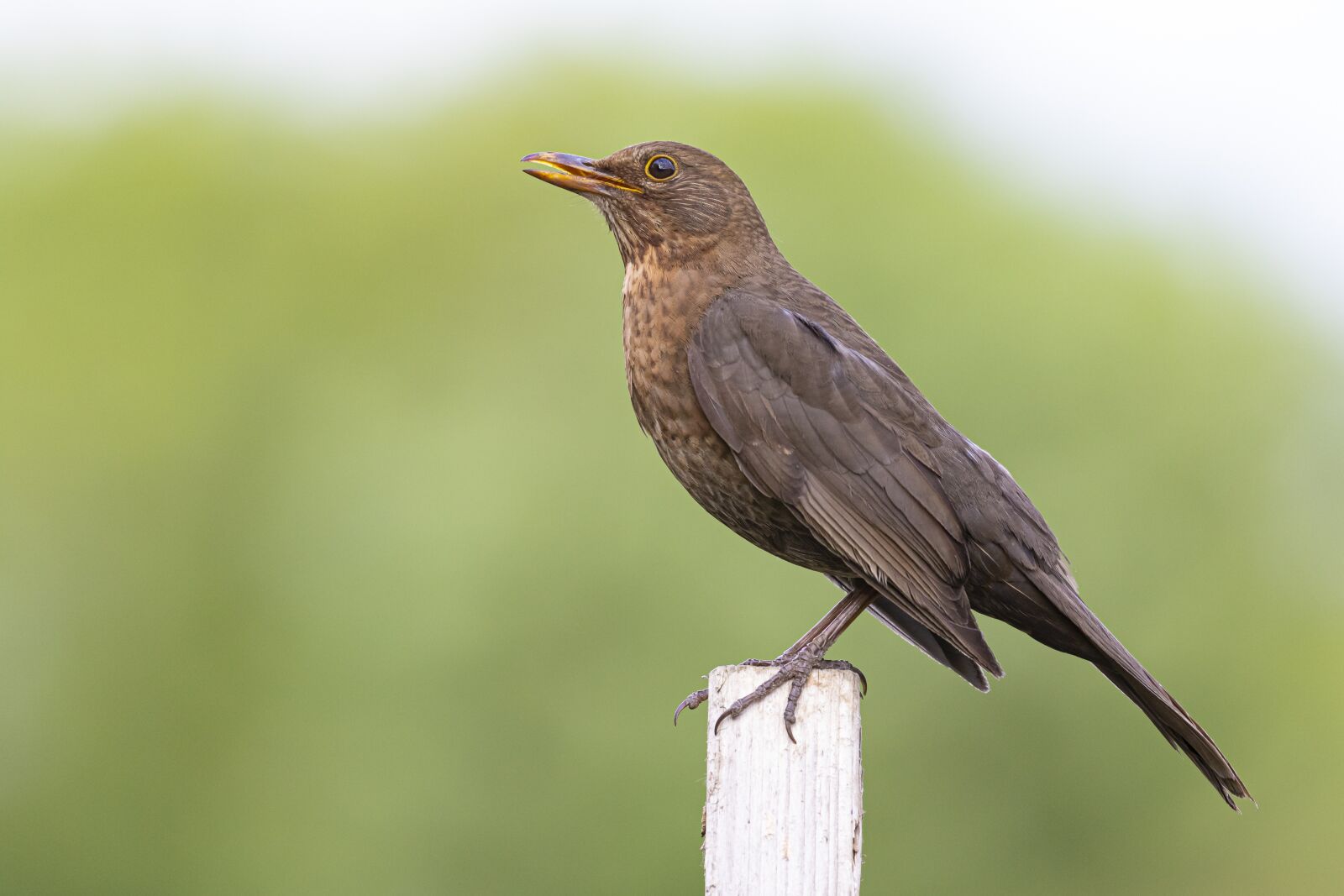 Canon EOS 7D Mark II sample photo. Blackbird, female, songbird photography