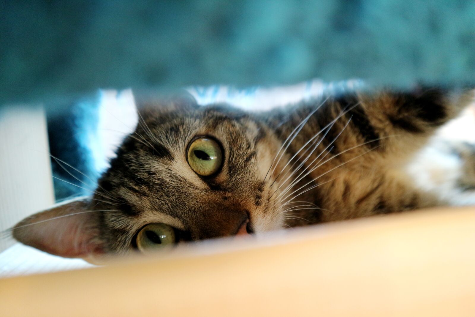 Canon EF-M 15-45mm F3.5-6.3 IS STM sample photo. Cat, hiding place, play photography
