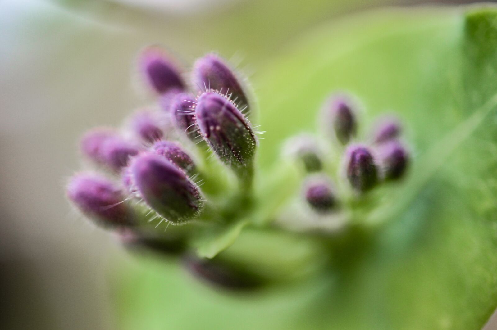 Canon EOS 700D (EOS Rebel T5i / EOS Kiss X7i) sample photo. Plant, flower photography
